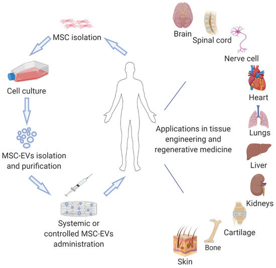 Cells | Free Full-Text | Mesenchymal Stem Cell Derived Extracellular