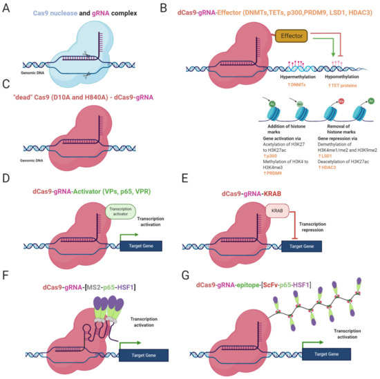 An Epigenetic Role of Mitochondria in Cancer