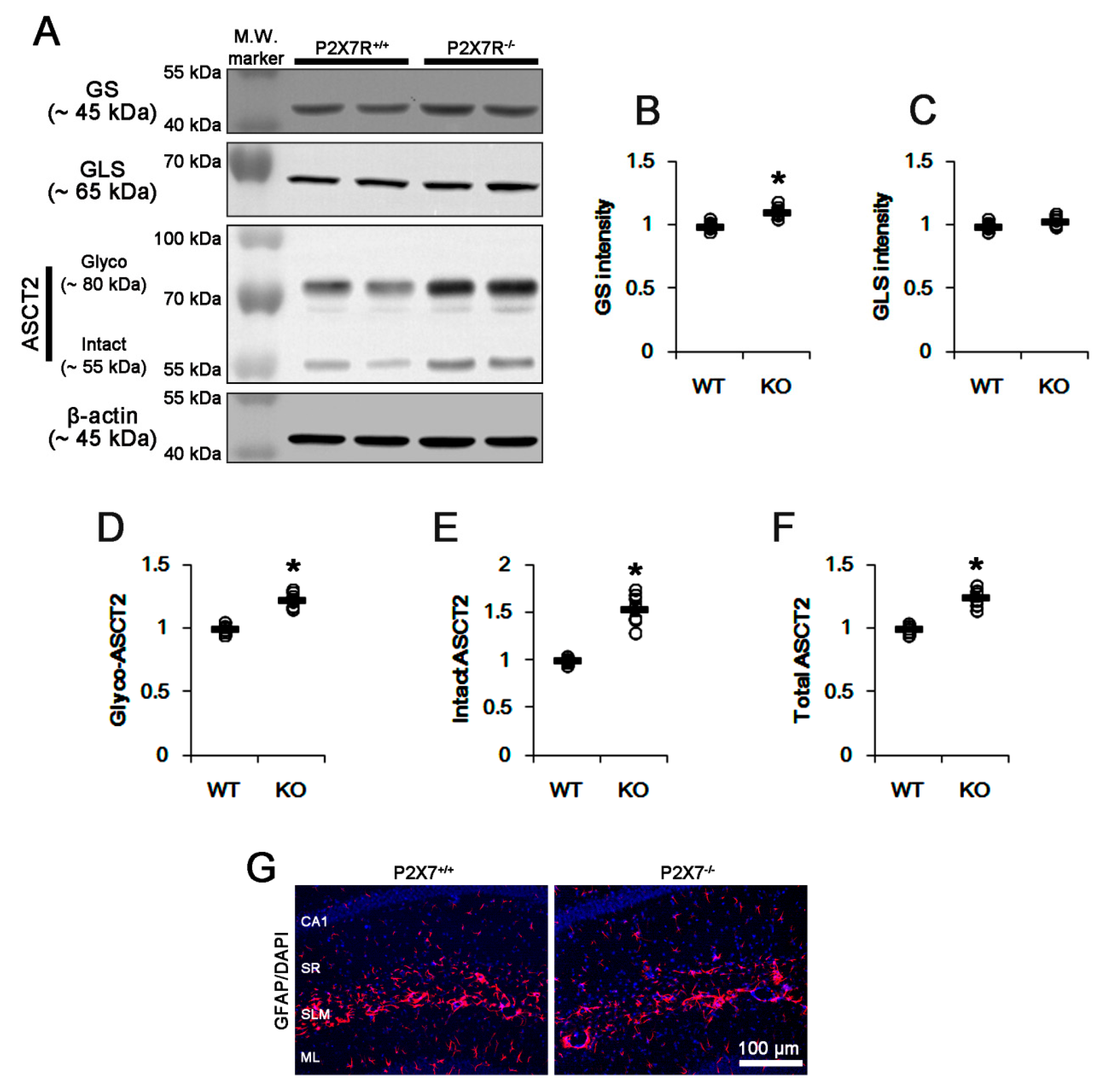 Cells 09 00995 g001 Cells 09 00995 g001