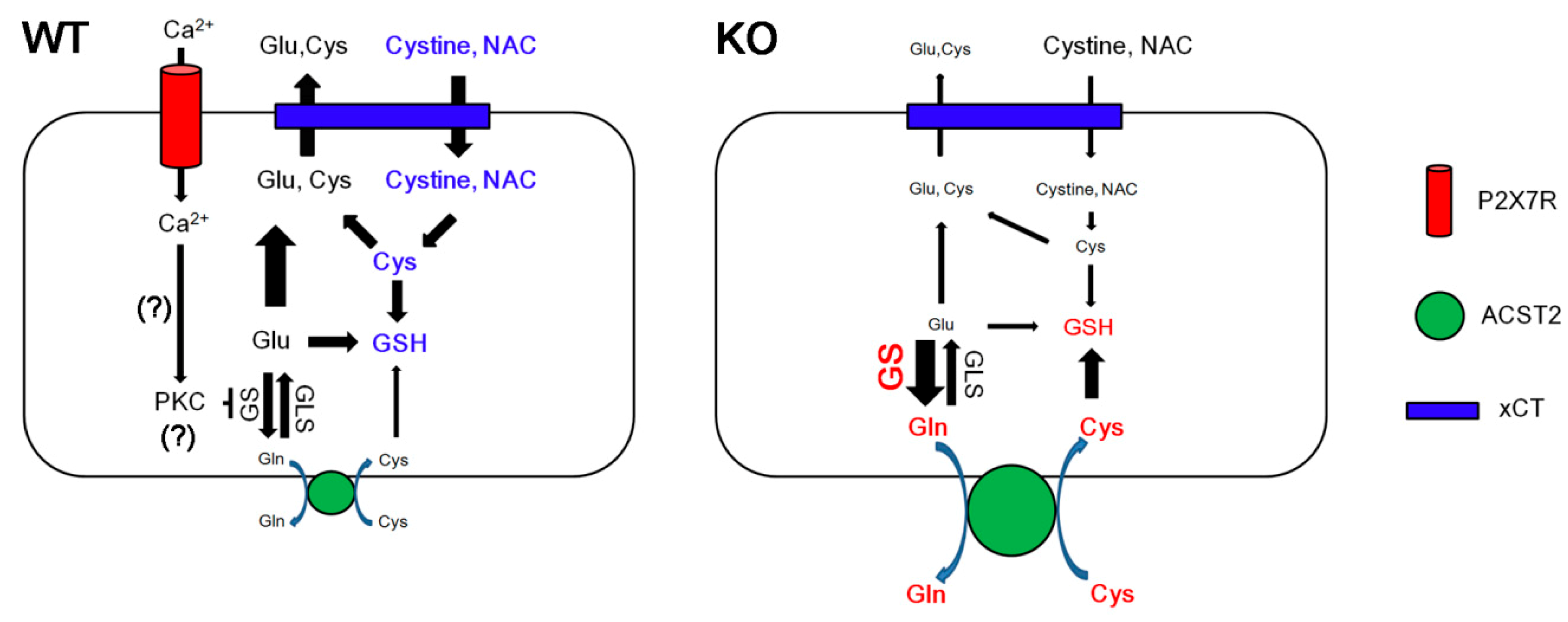 Cells 09 00995 g006 Cells 09 00995 g006