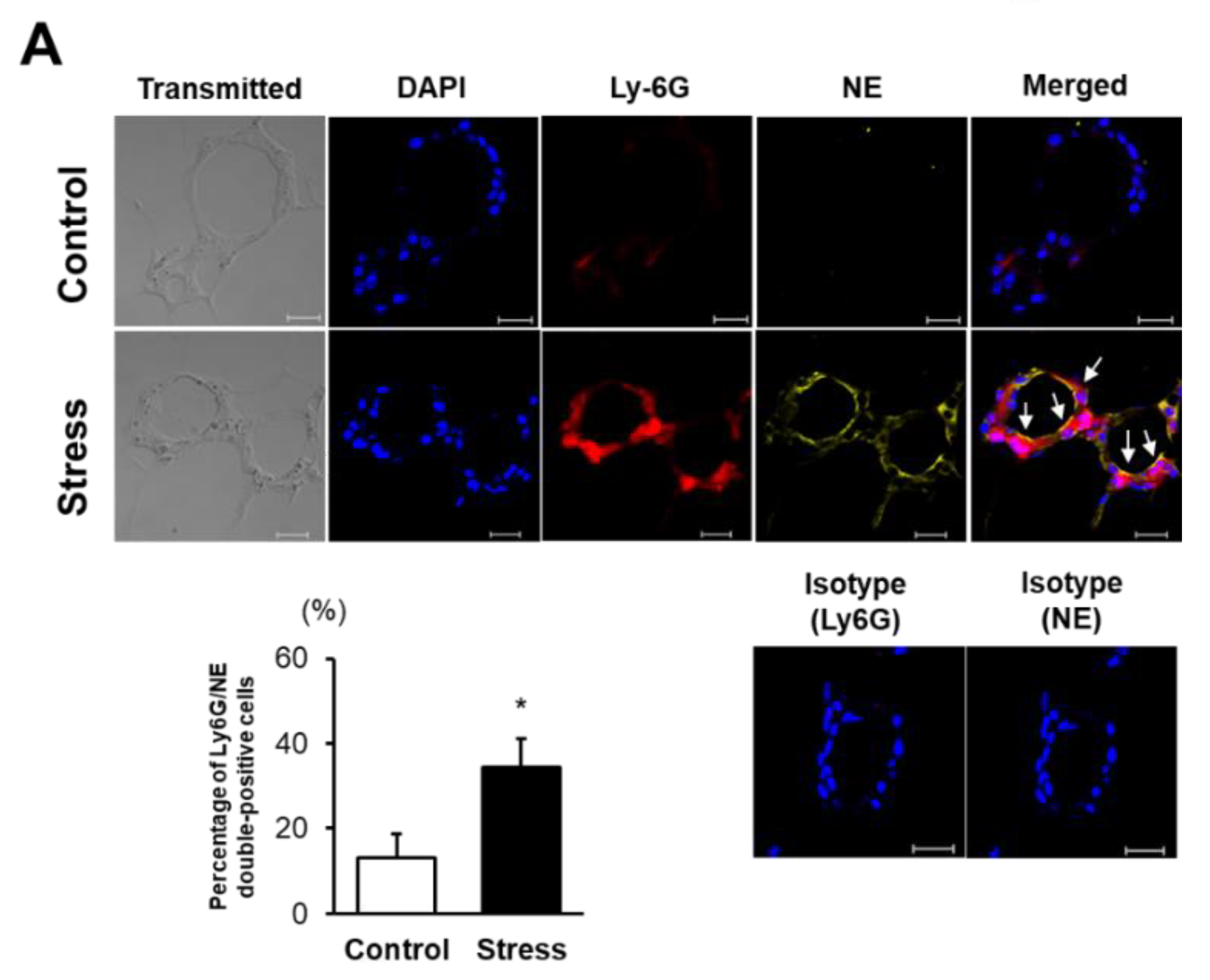 Cells 09 00996 g003a Cells 09 00996 g003a