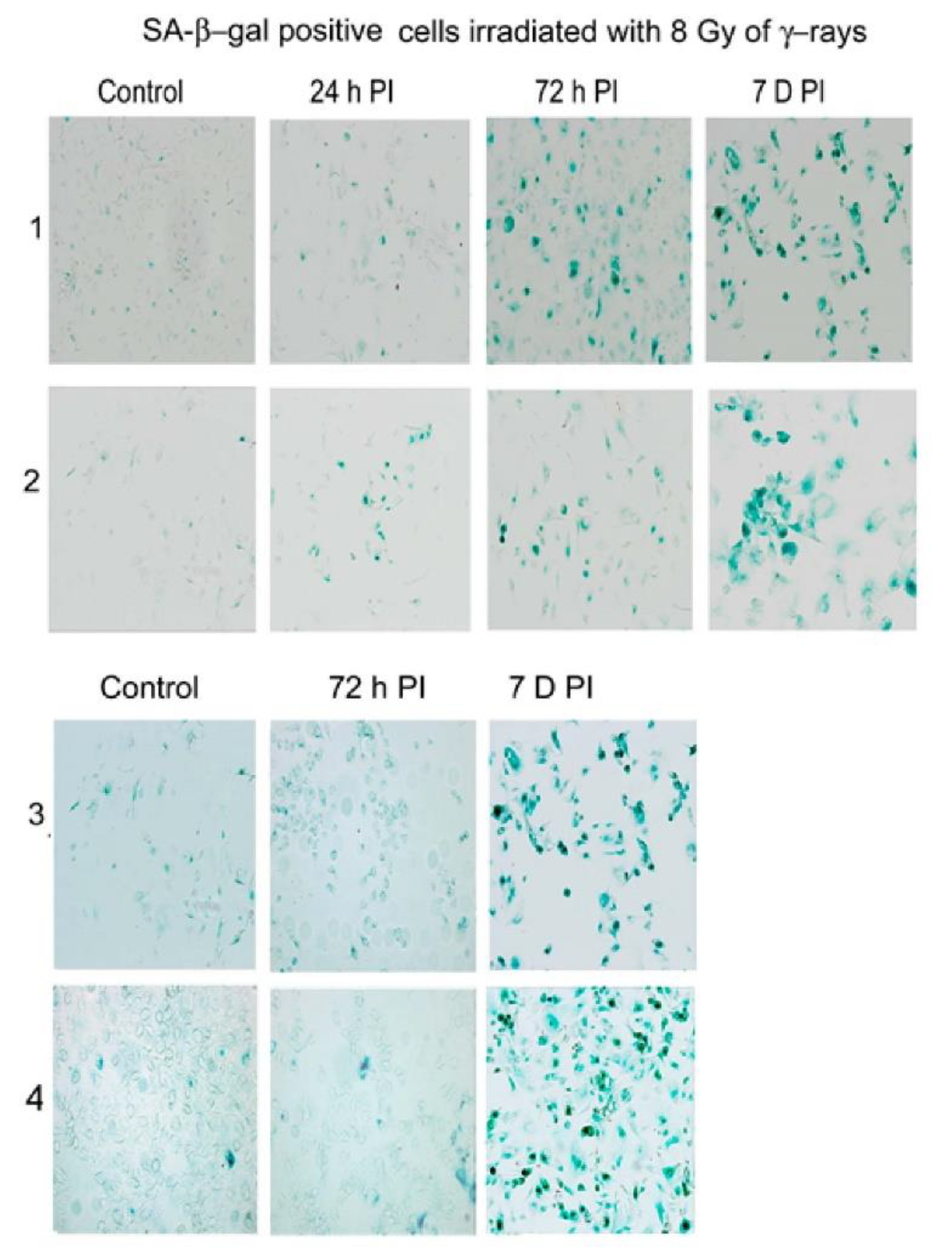 Cells 09 00999 g002 Cells 09 00999 g002
