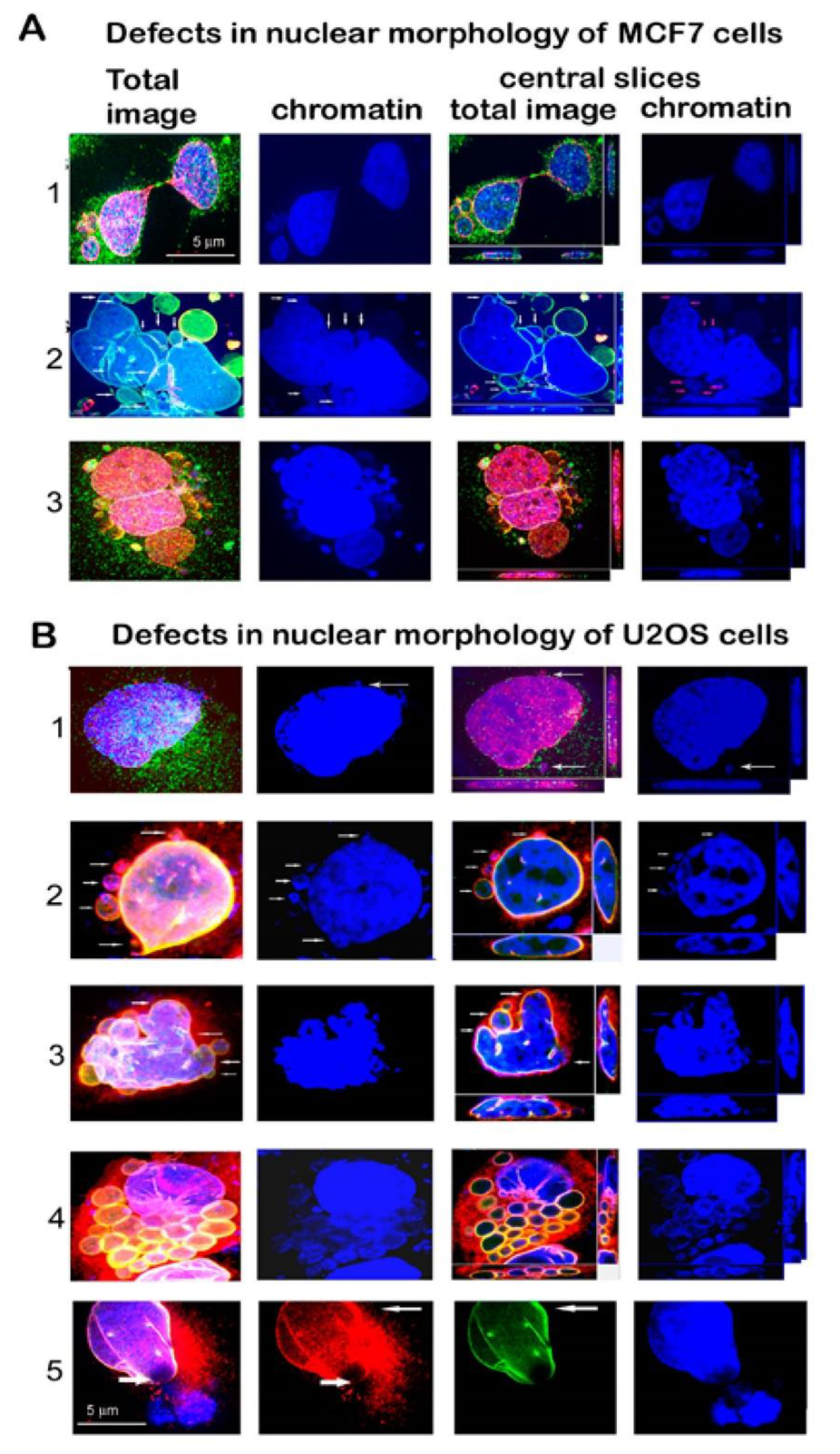 Cells 09 00999 g003 Cells 09 00999 g003