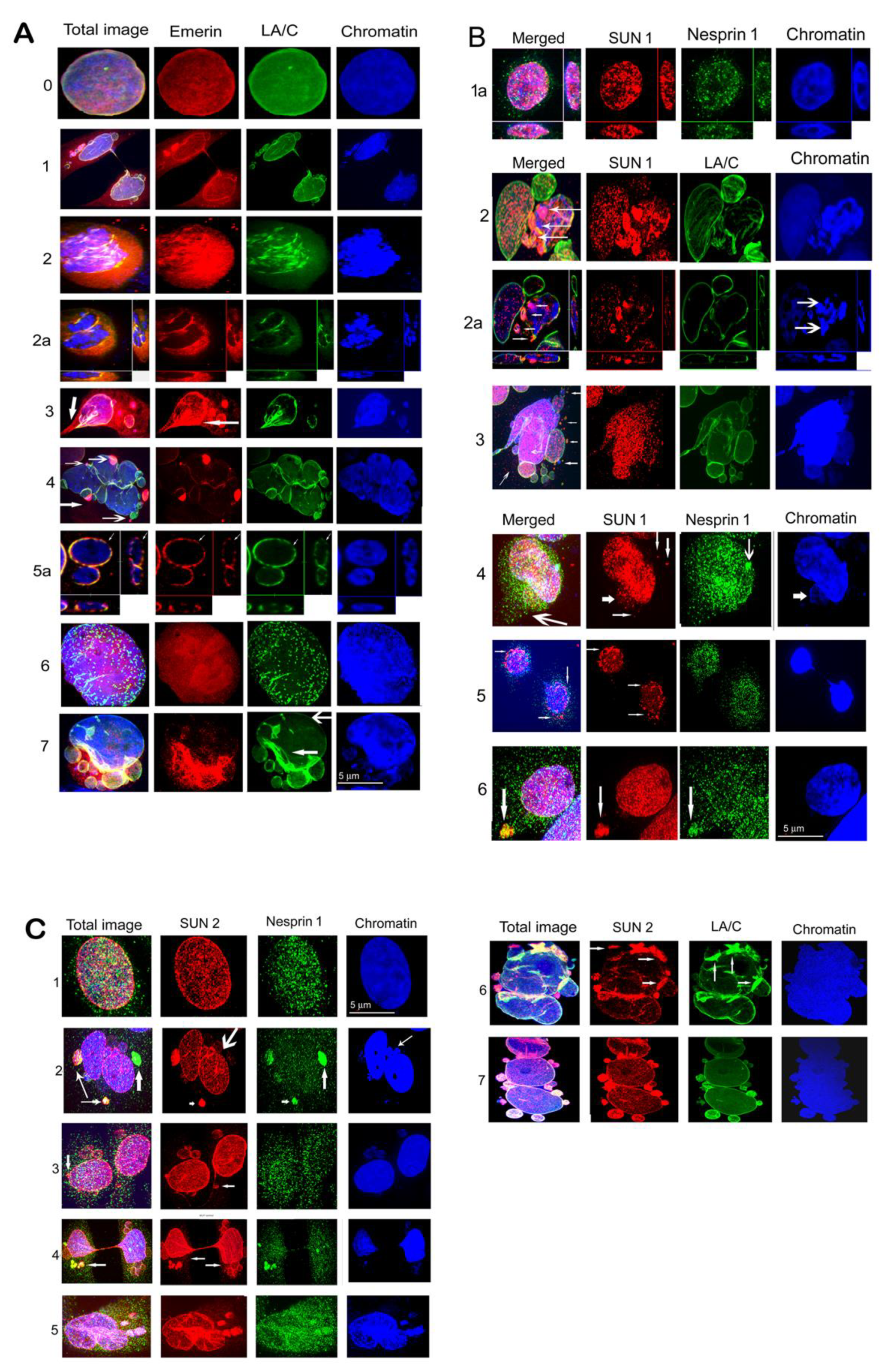 Cells 09 00999 g005 Cells 09 00999 g005
