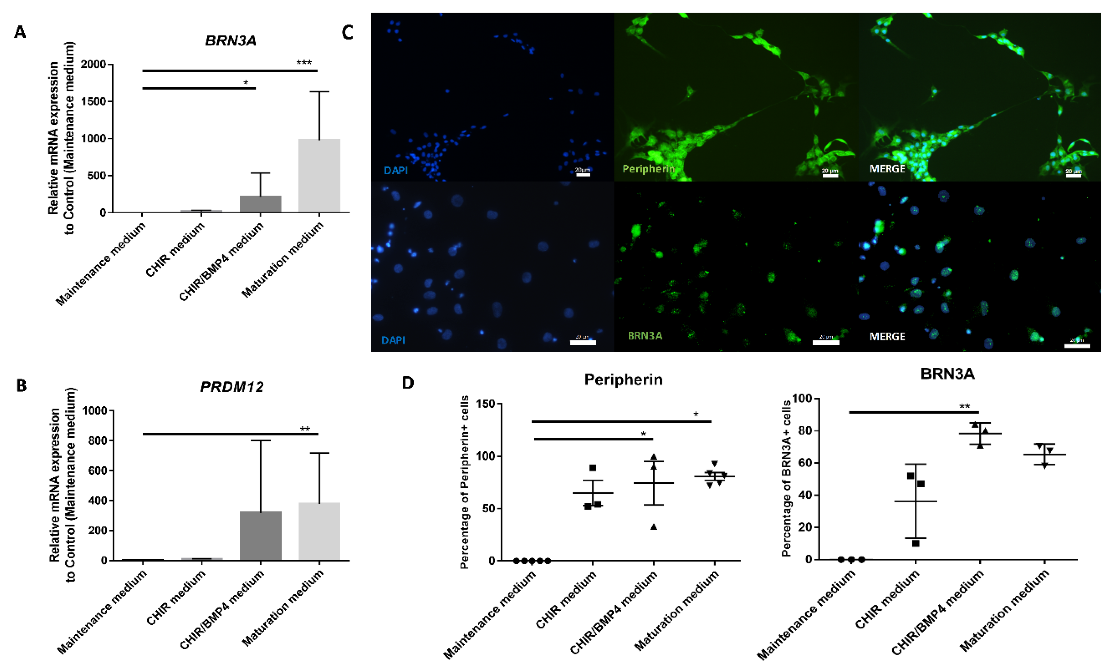 Cells 09 01000 g005 Cells 09 01000 g005