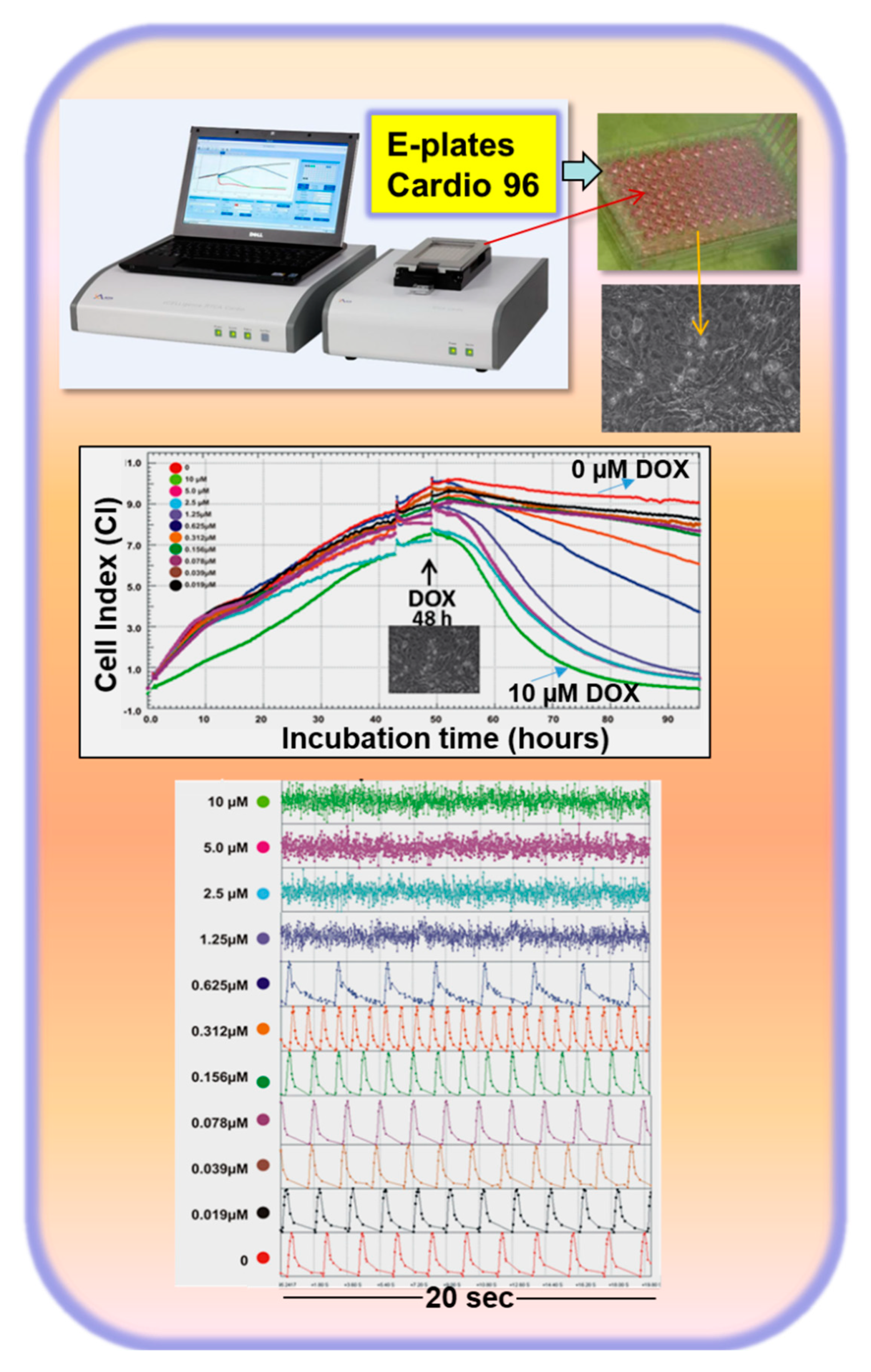 Cells 09 01001 g001 Cells 09 01001 g001