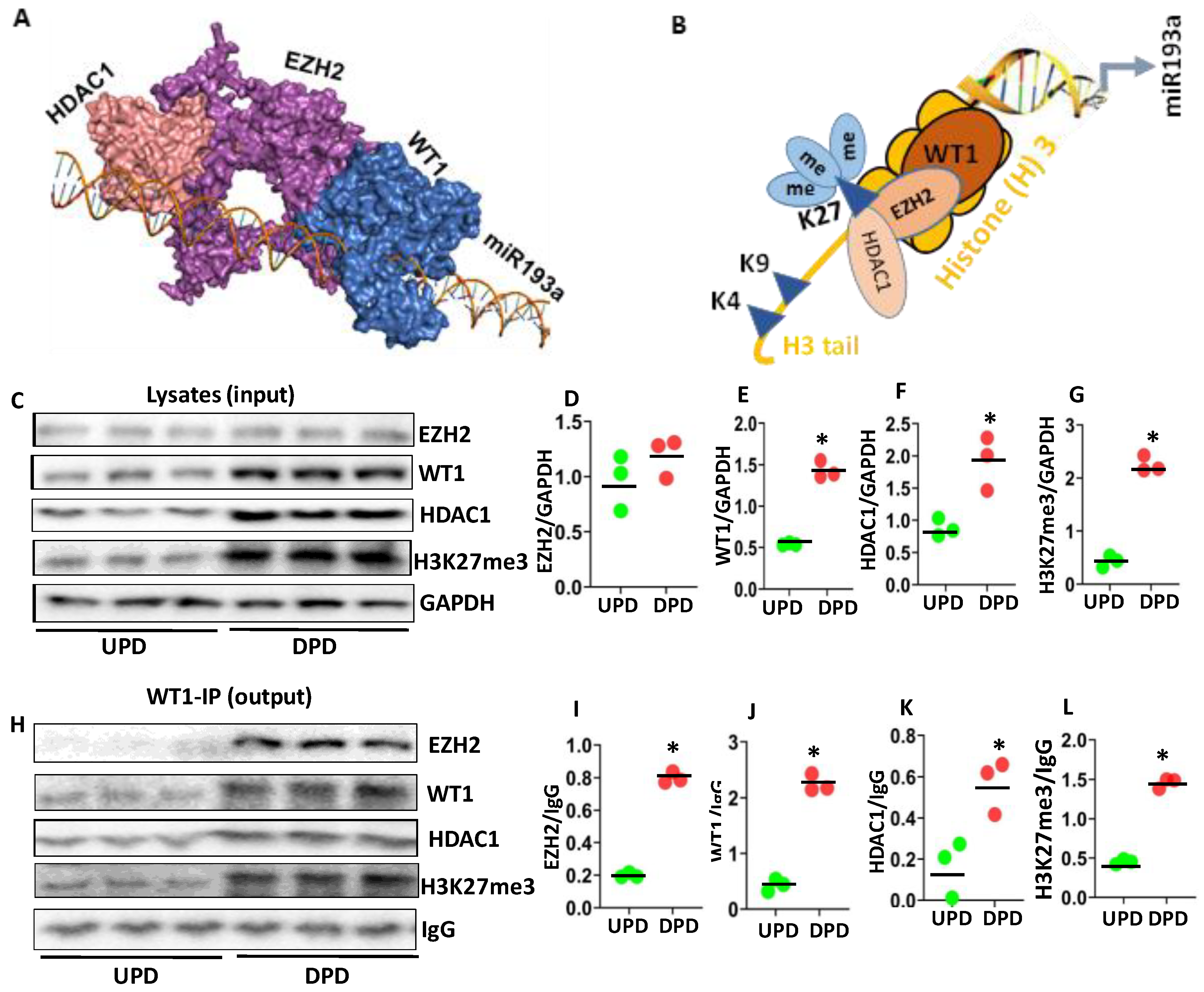 Cells 09 01004 g006 Cells 09 01004 g006