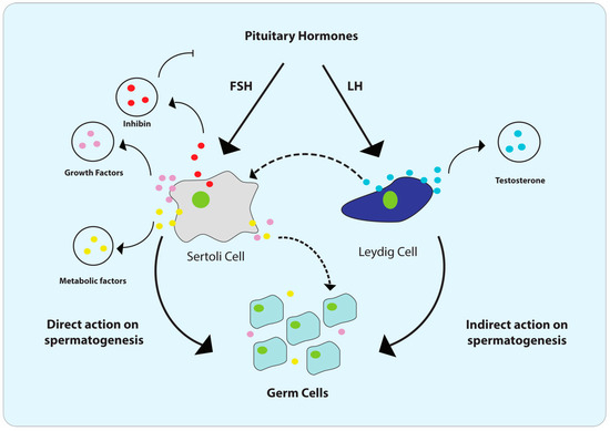 The Cellular Impact of the ZIKA Virus on Male Reproductive Tract
