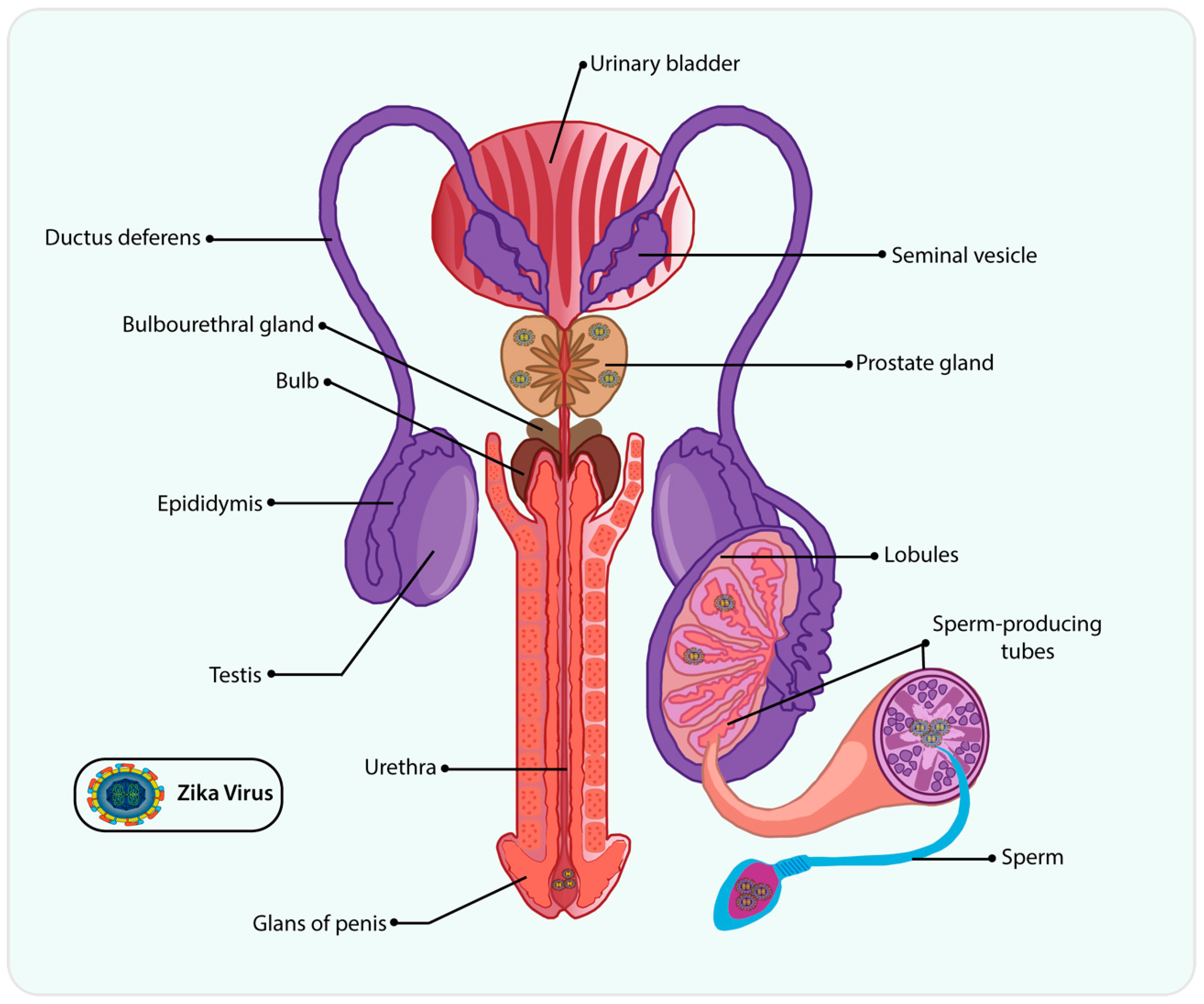 Prostatitis idős