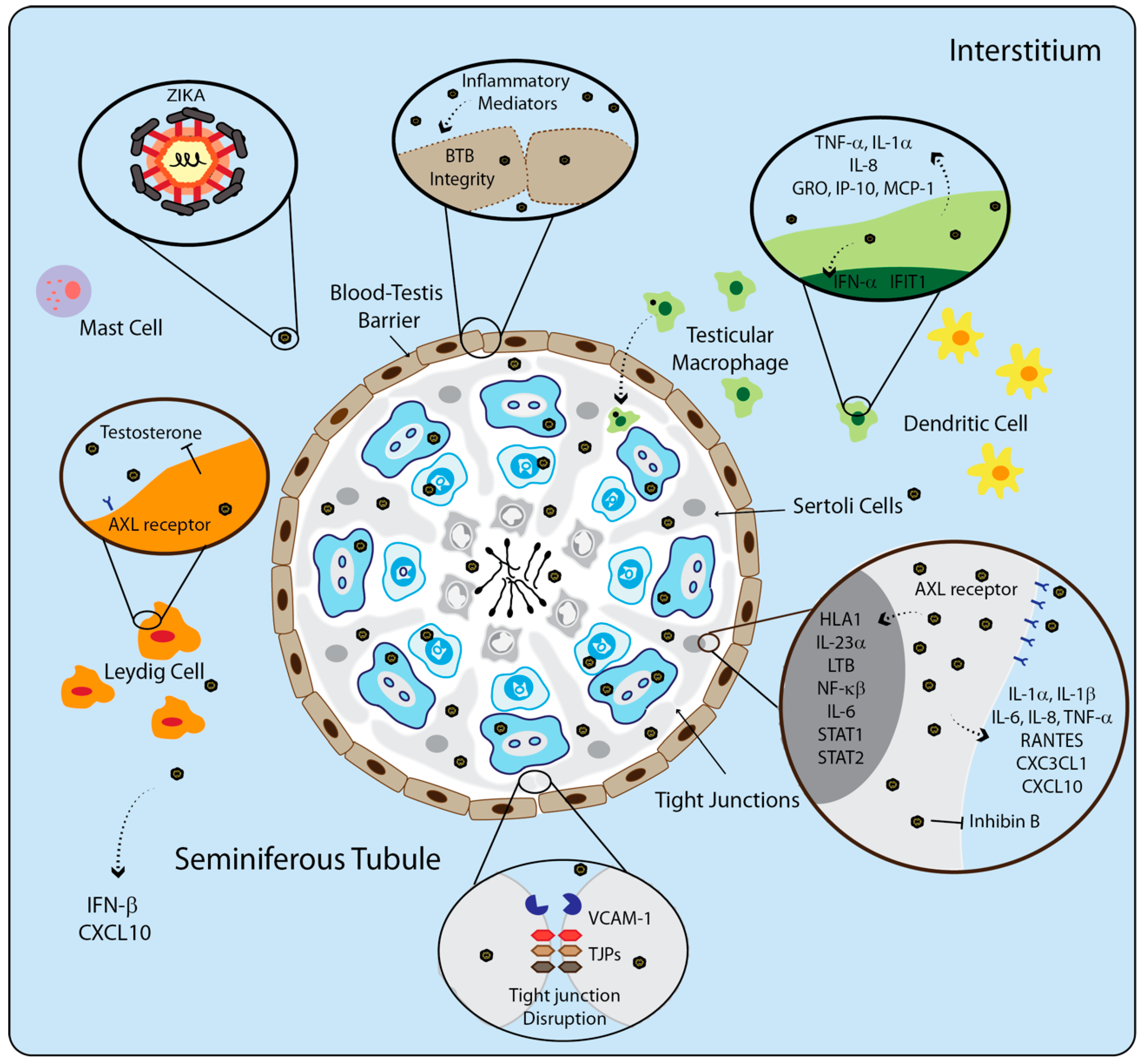 Cells 09 01006 g004