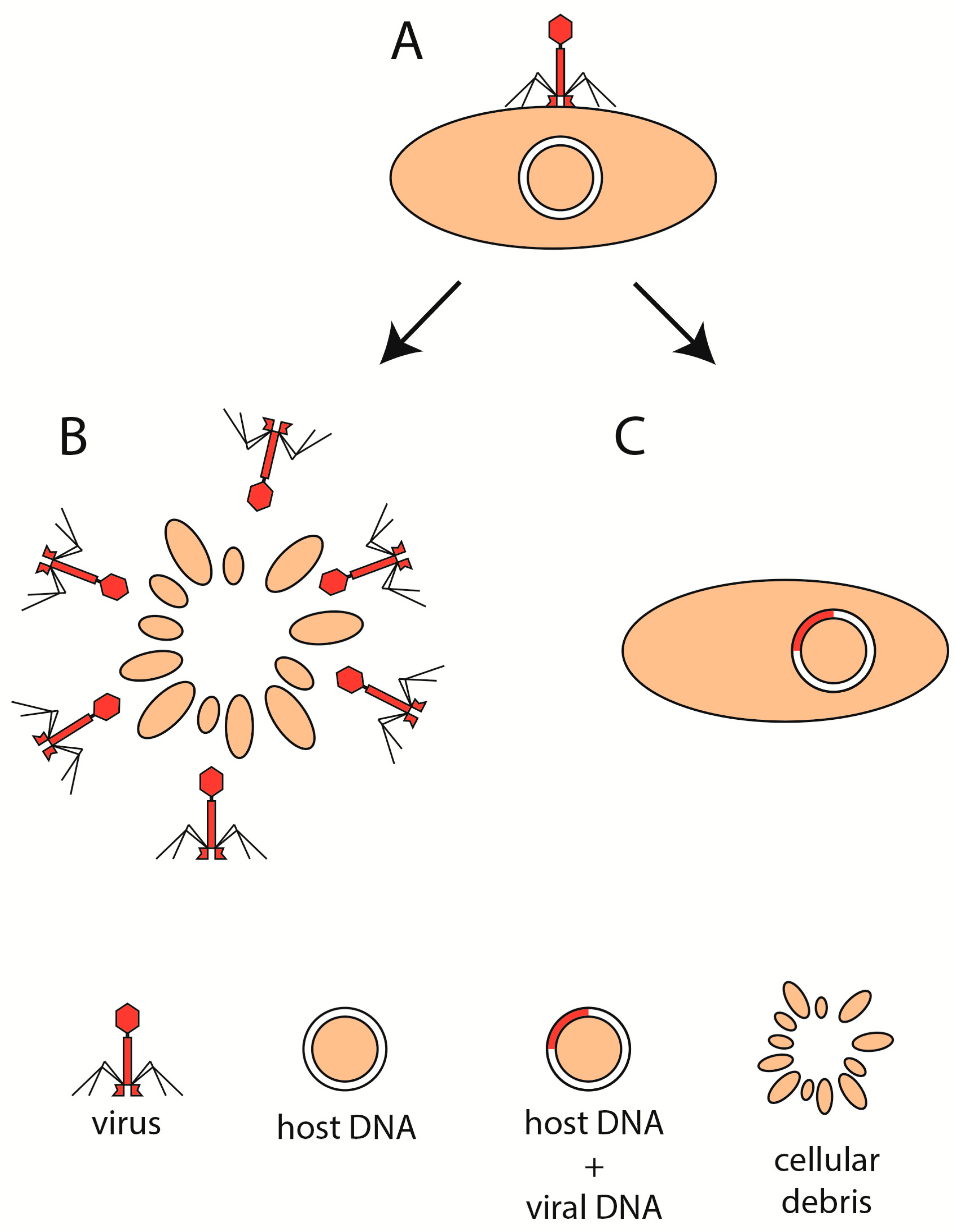 Cells 09 01013 g001 Cells 09 01013 g001
