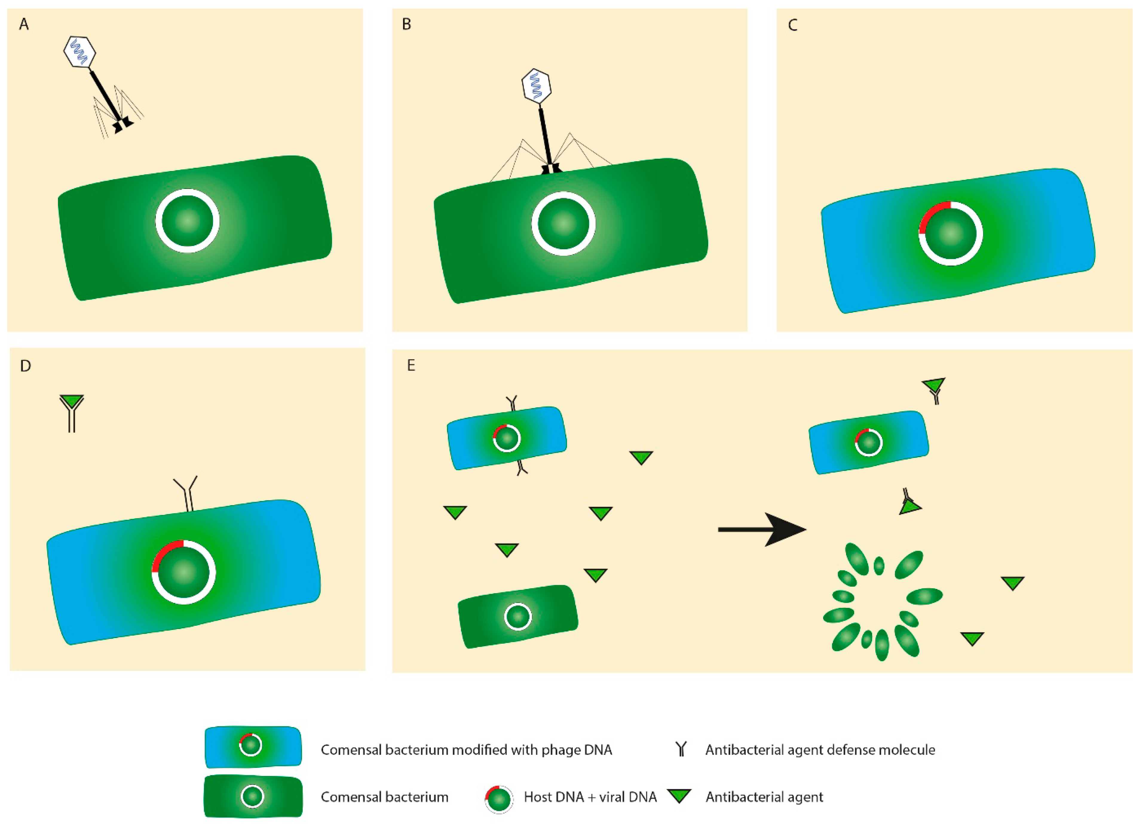 Cells 09 01013 g005 Cells 09 01013 g005