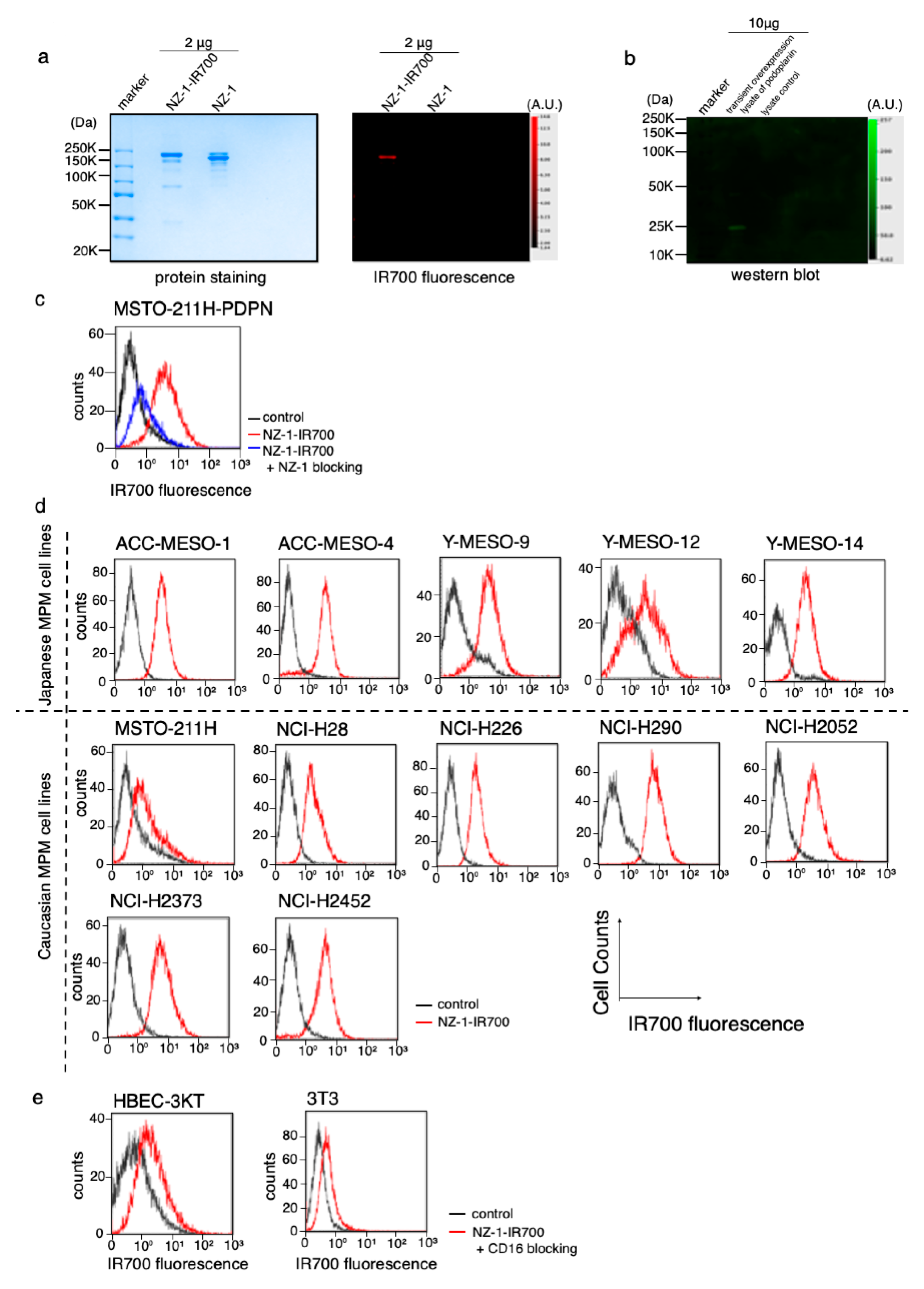 Cells 09 01019 g002