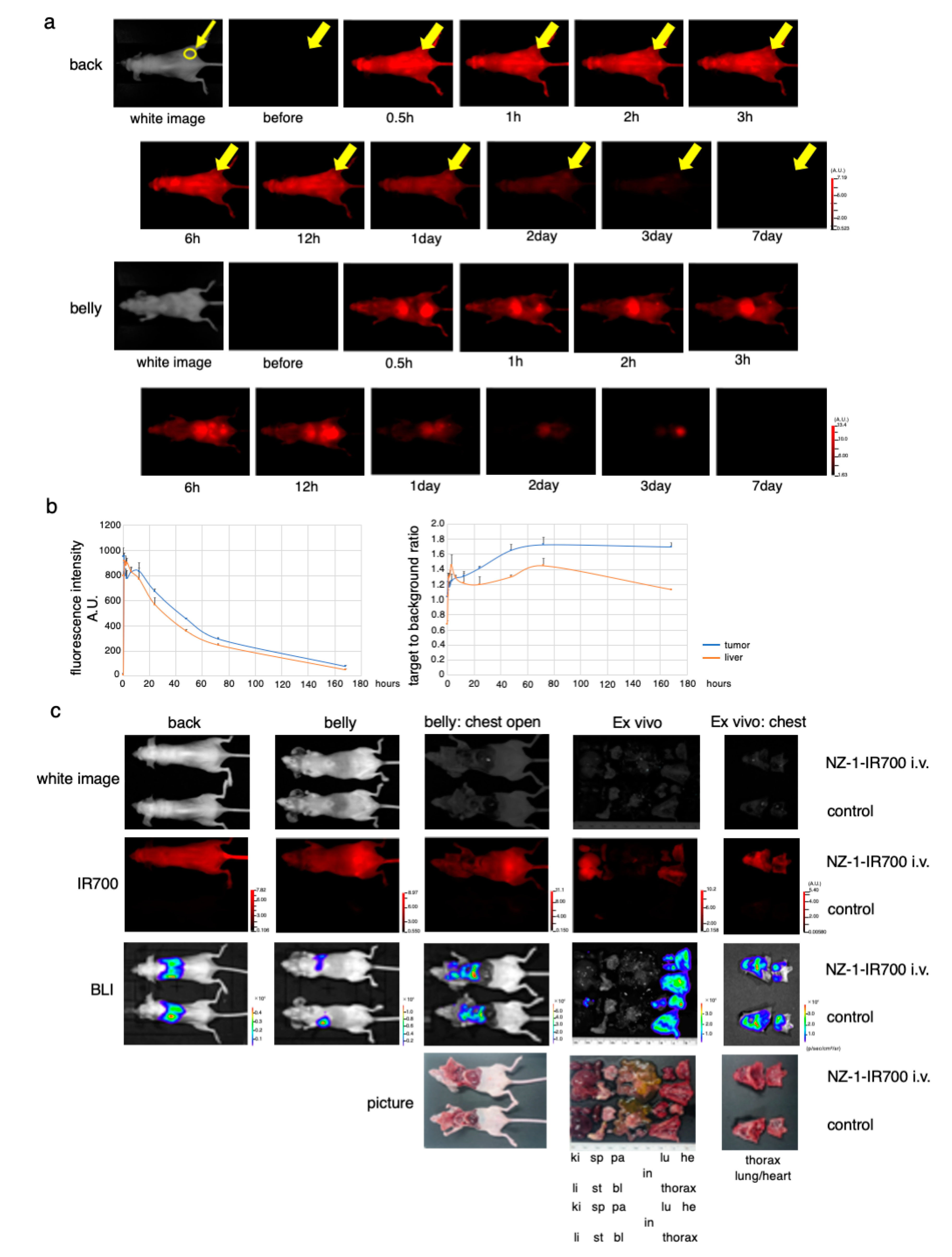 Cells 09 01019 g004