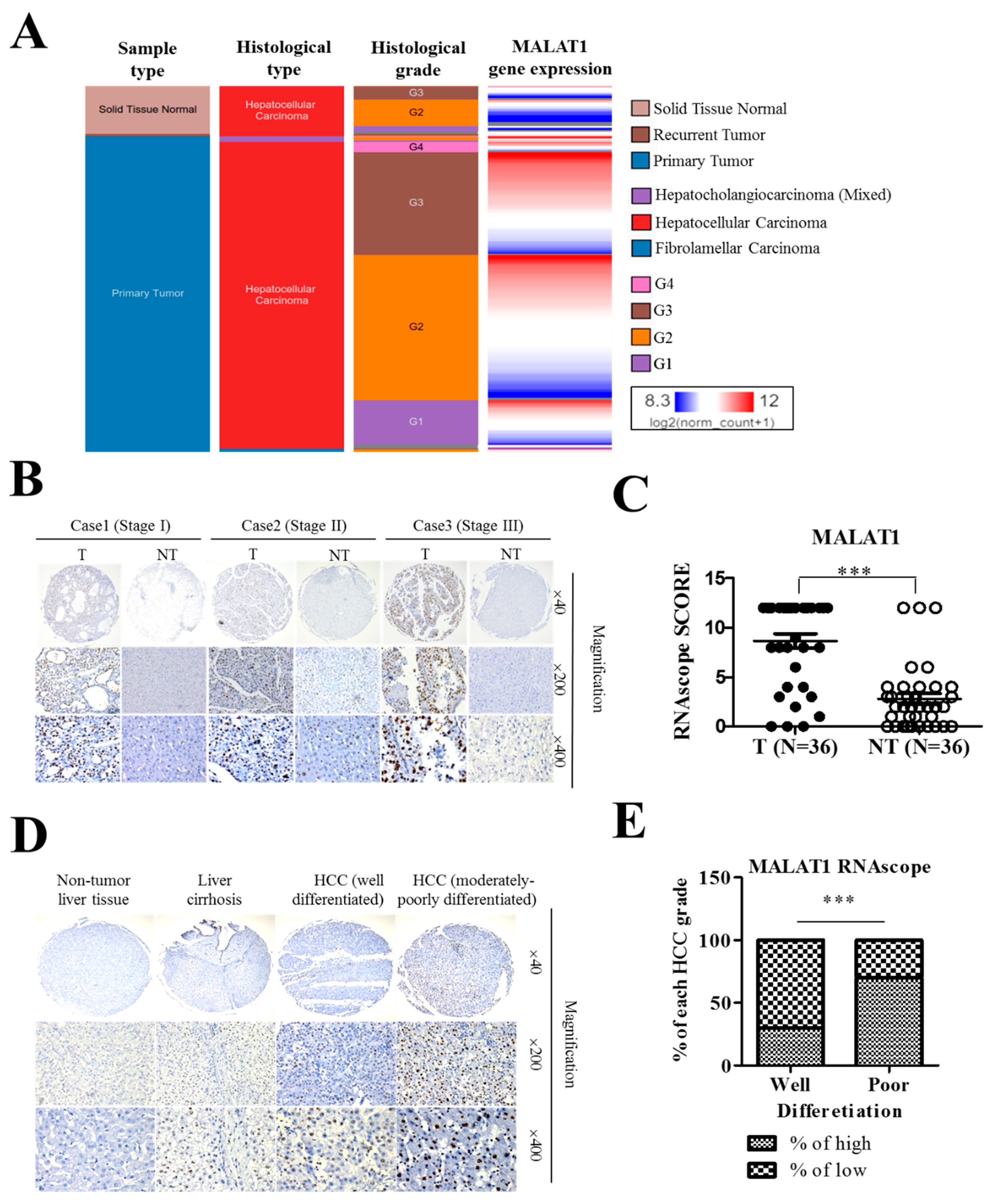 Cells 09 01020 g002 Cells 09 01020 g002