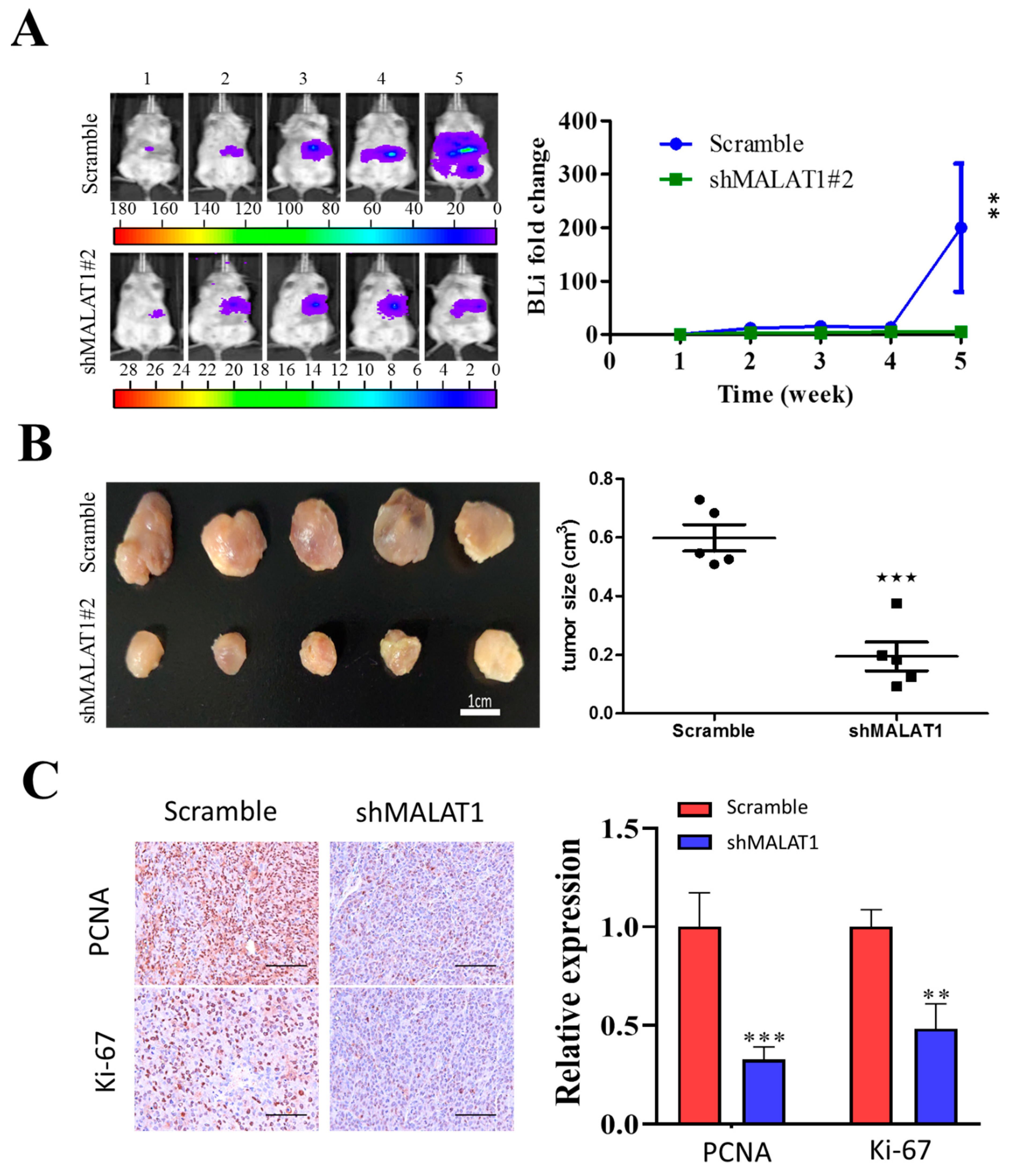 Cells 09 01020 g006 Cells 09 01020 g006