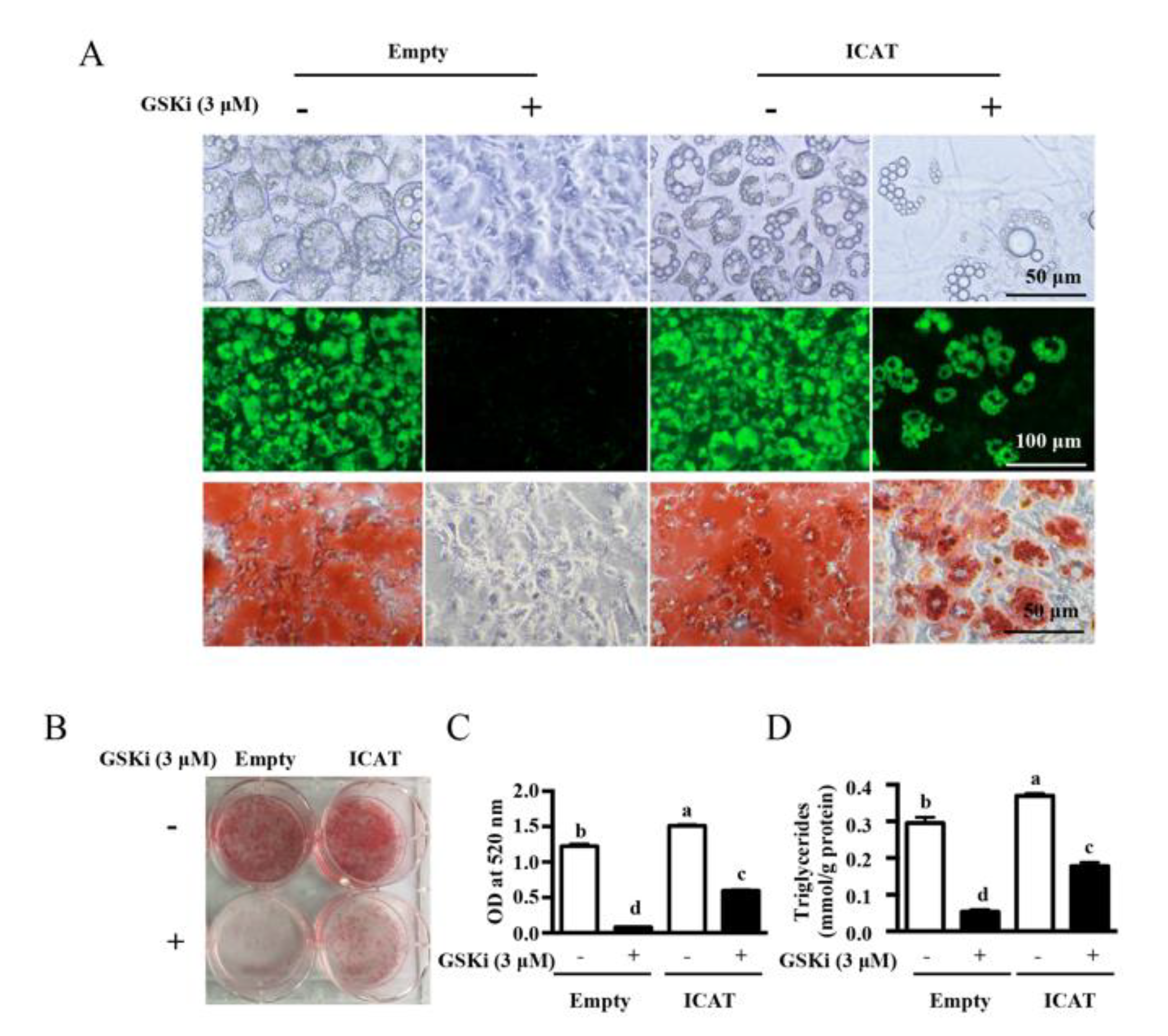 Cells 09 01024 g004 Cells 09 01024 g004