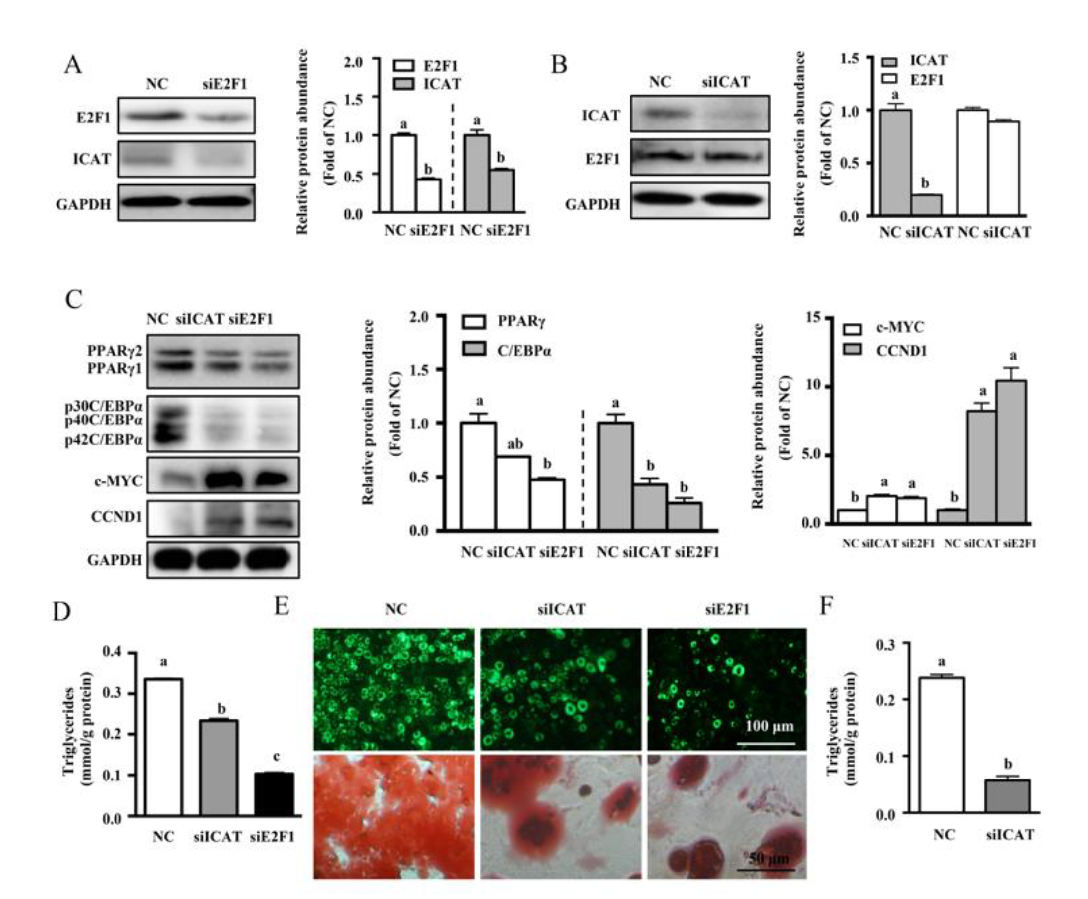 Cells 09 01024 g005 Cells 09 01024 g005