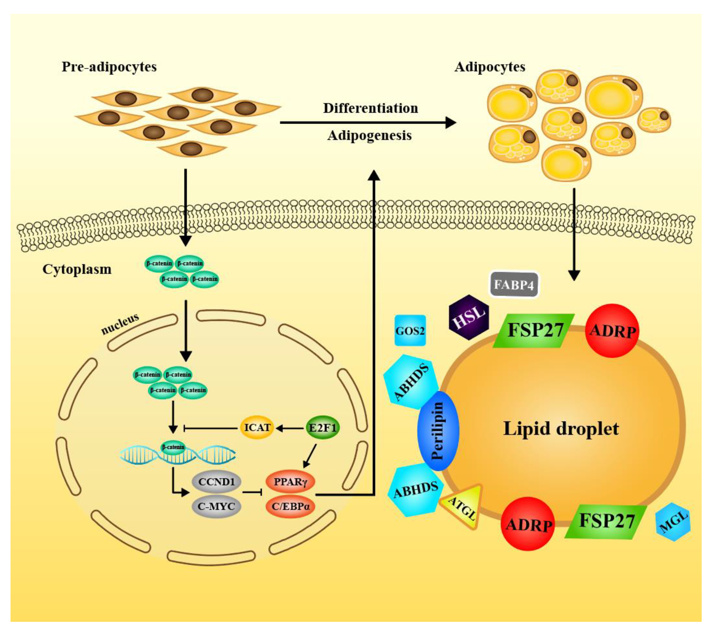 Cells 09 01024 g007 Cells 09 01024 g007