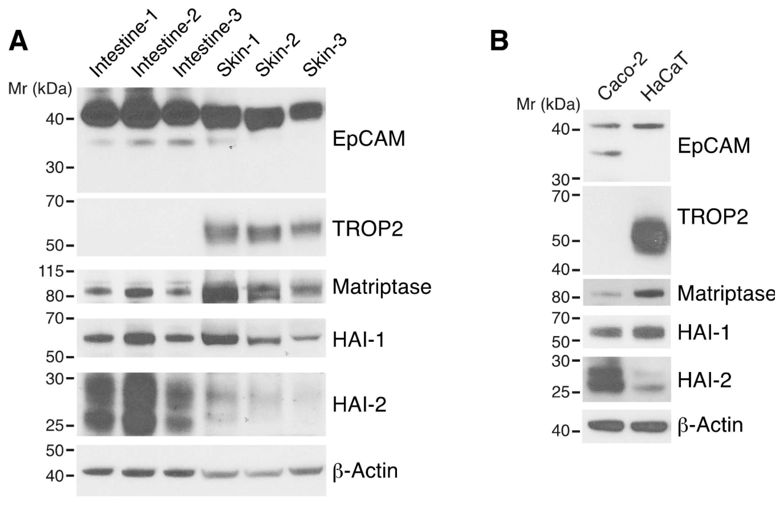 Cells 09 01027 g001 Cells 09 01027 g001