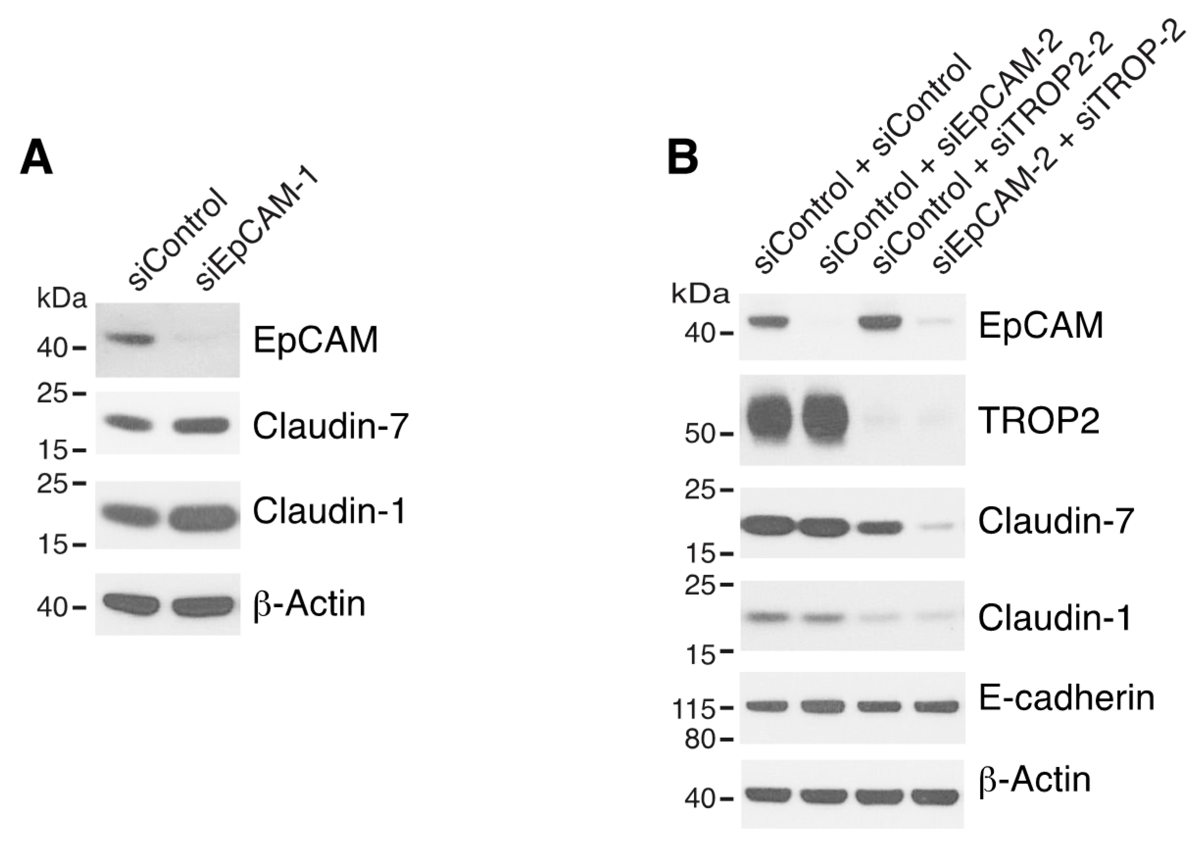 Cells 09 01027 g002 Cells 09 01027 g002