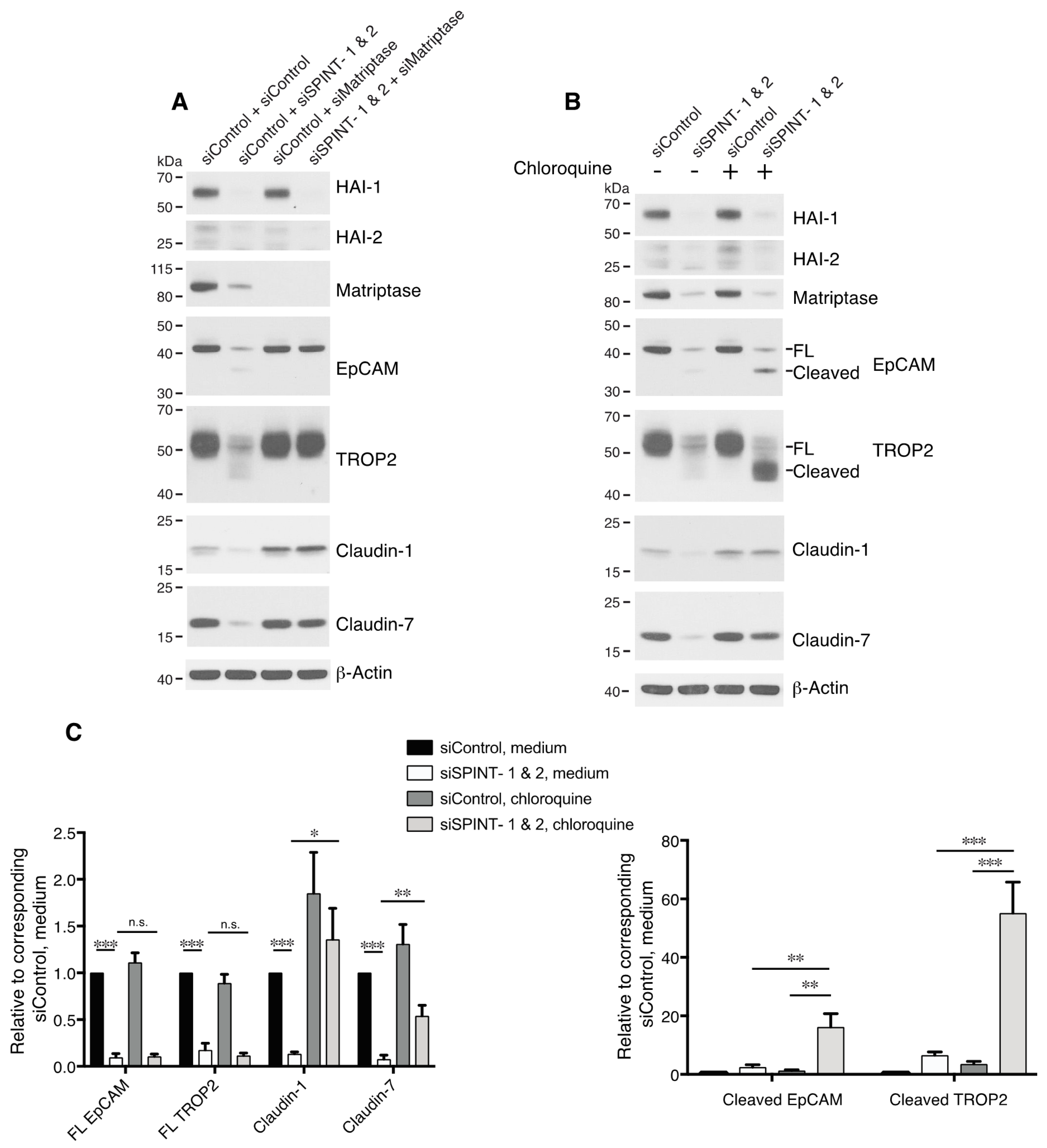 Cells 09 01027 g006 Cells 09 01027 g006