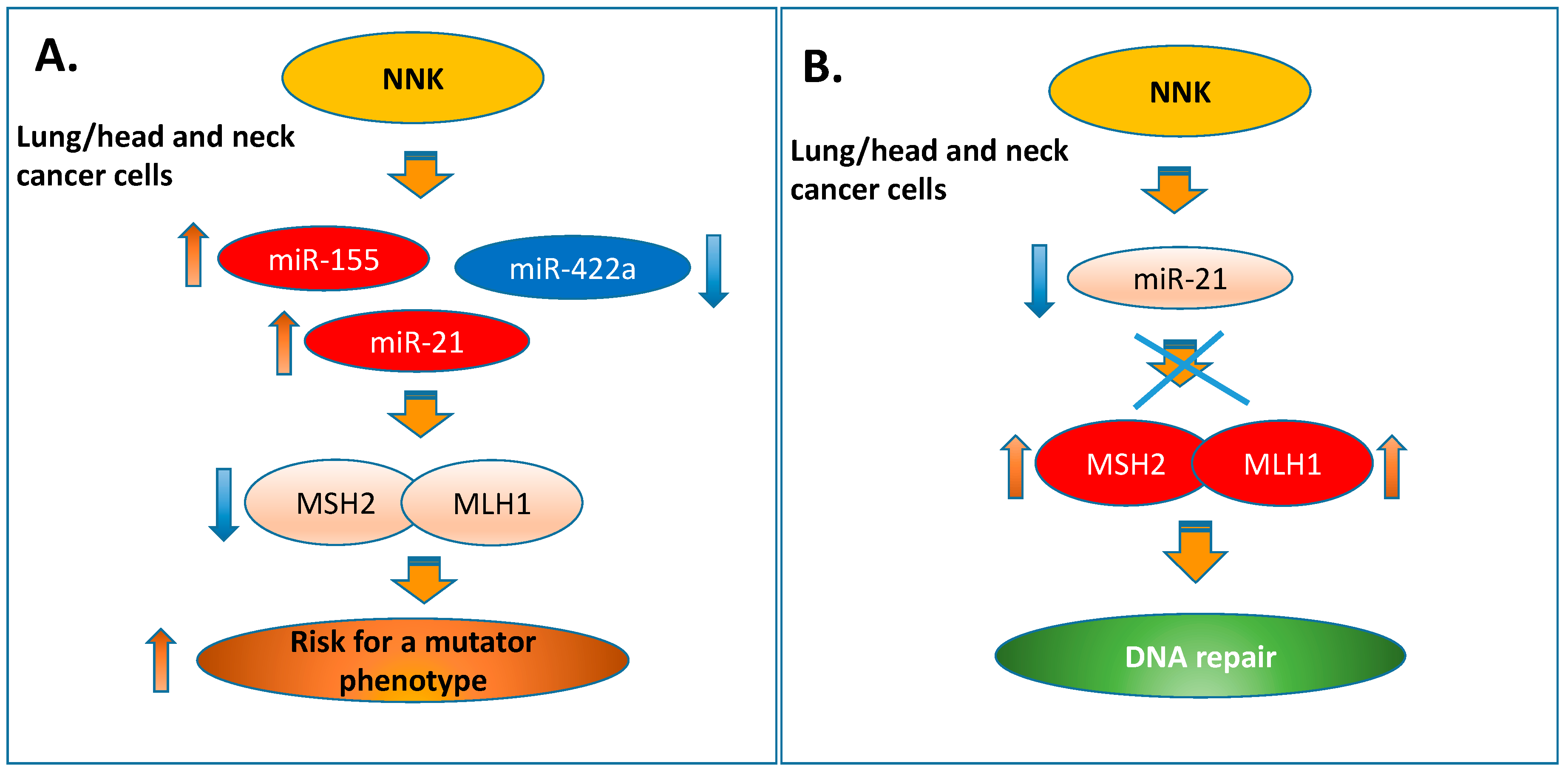 Cells 09 01031 g008 Cells 09 01031 g008