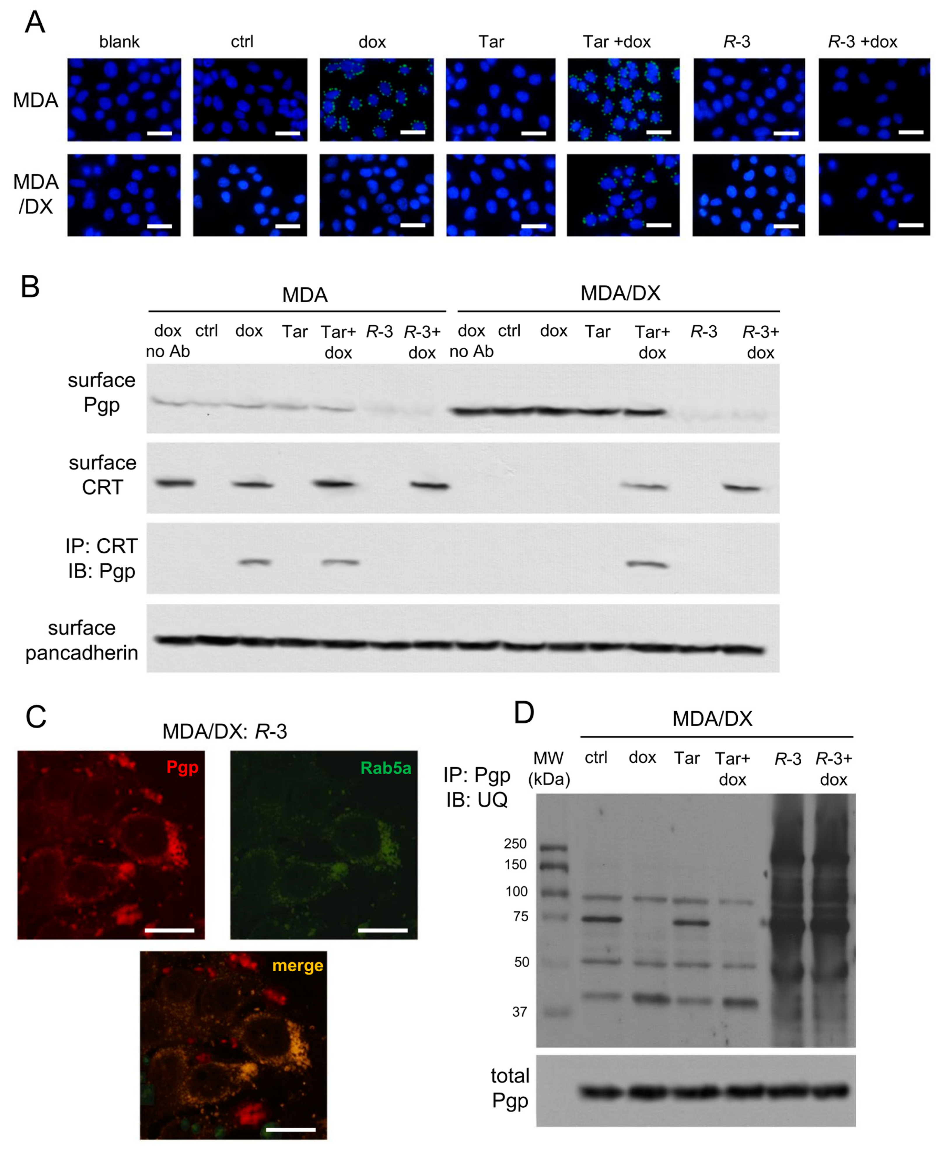 Cells 09 01033 g004 Cells 09 01033 g004