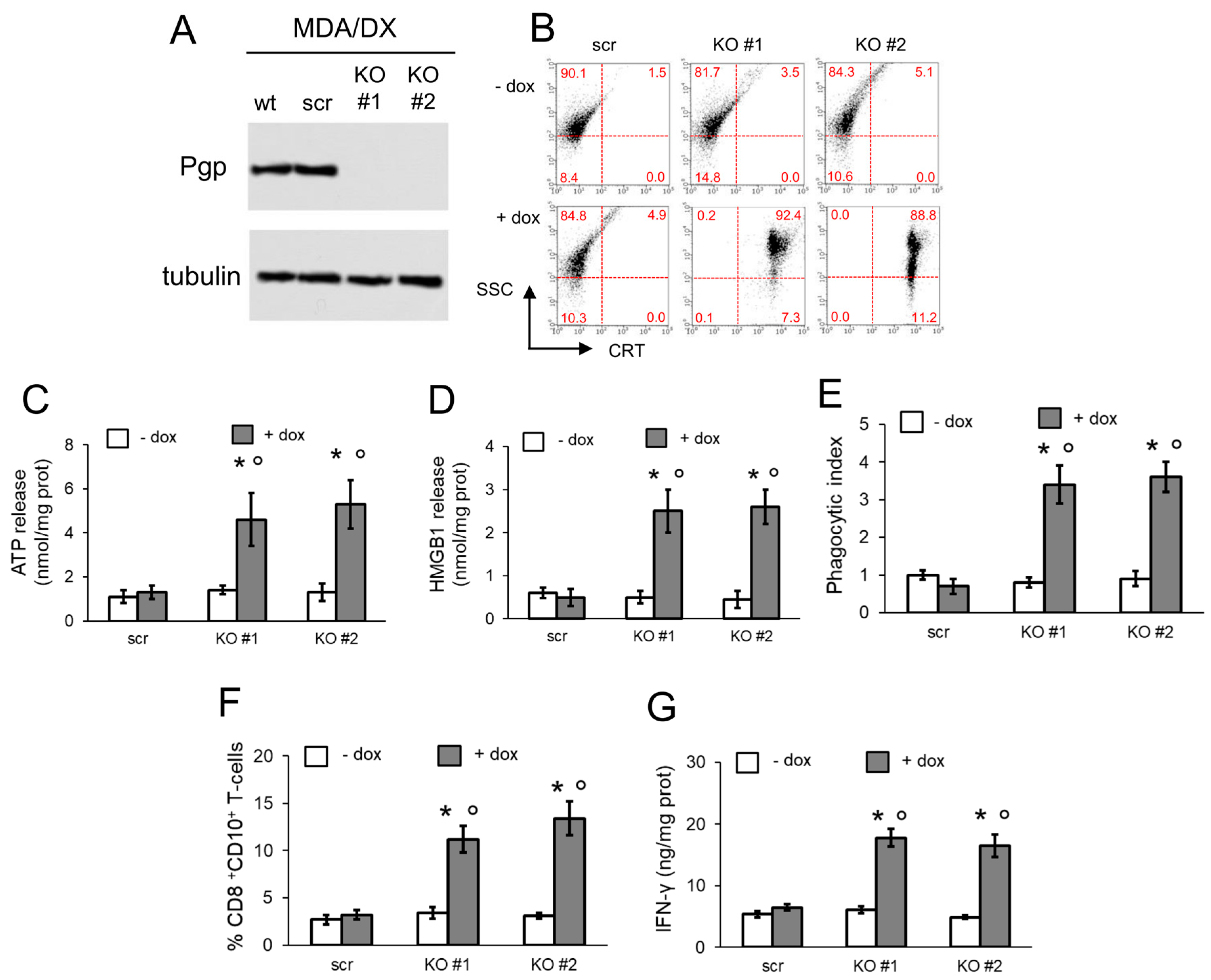 Cells 09 01033 g005 Cells 09 01033 g005