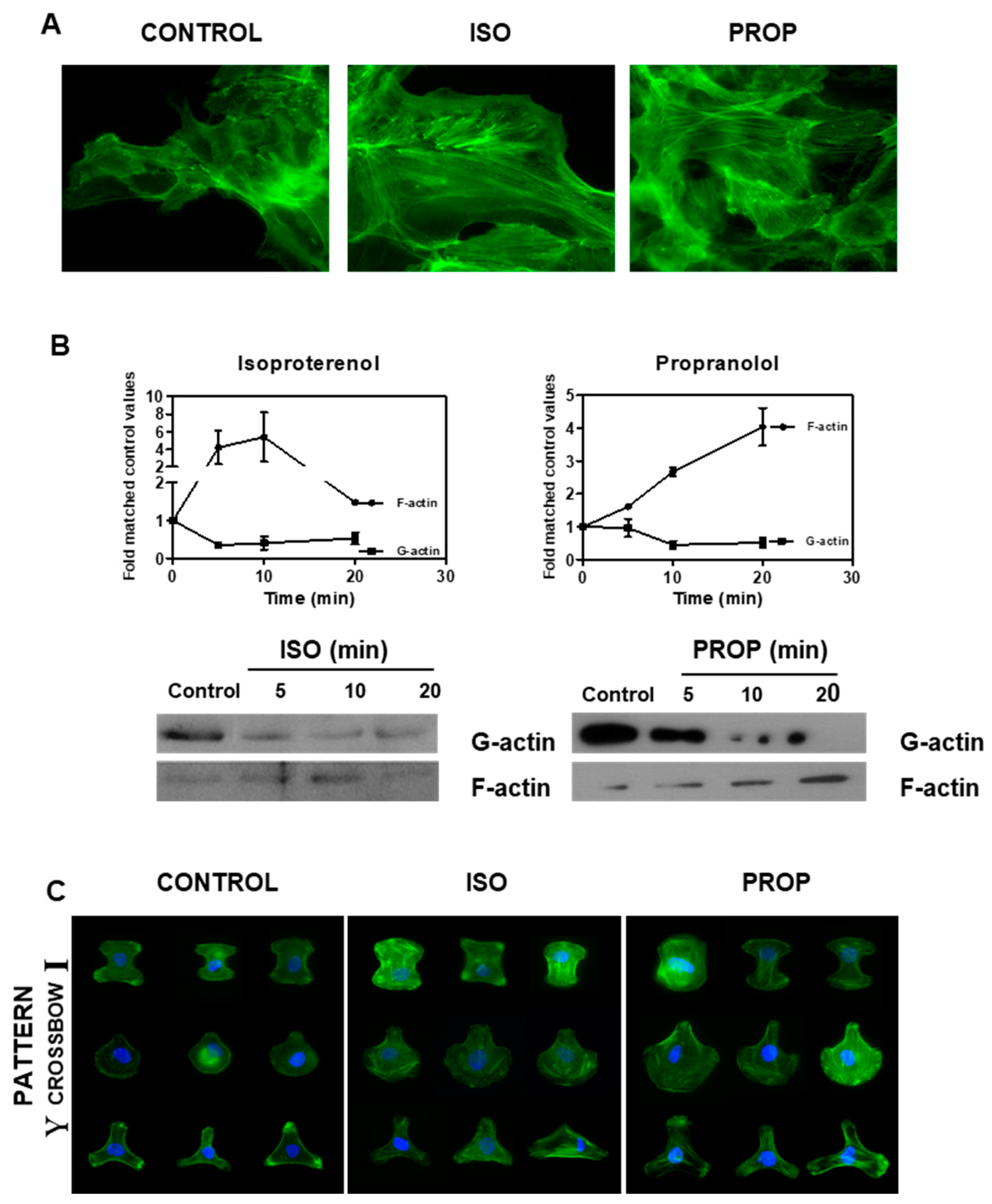 Cells 09 01036 g003 Cells 09 01036 g003
