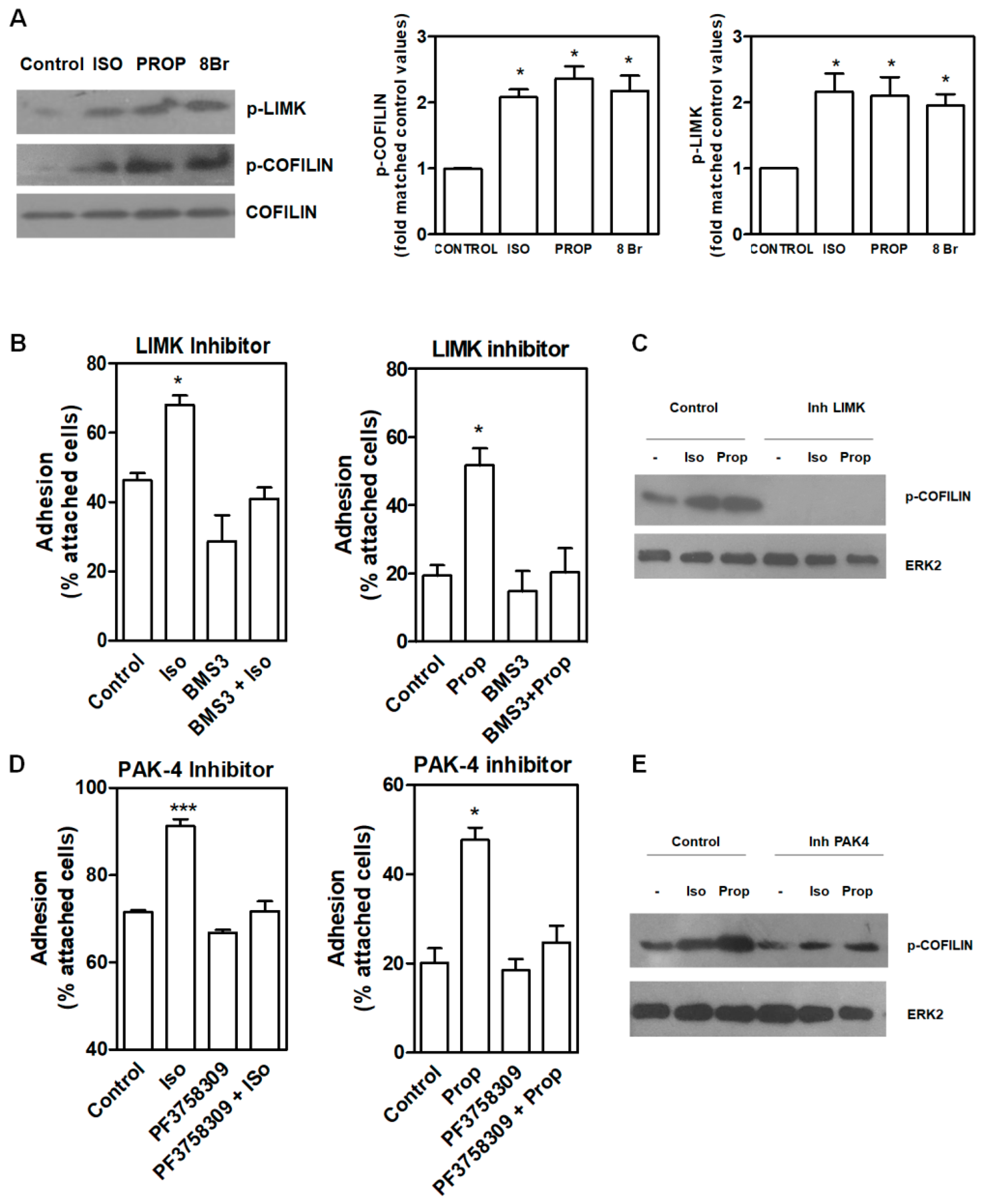 Cells 09 01036 g004 Cells 09 01036 g004