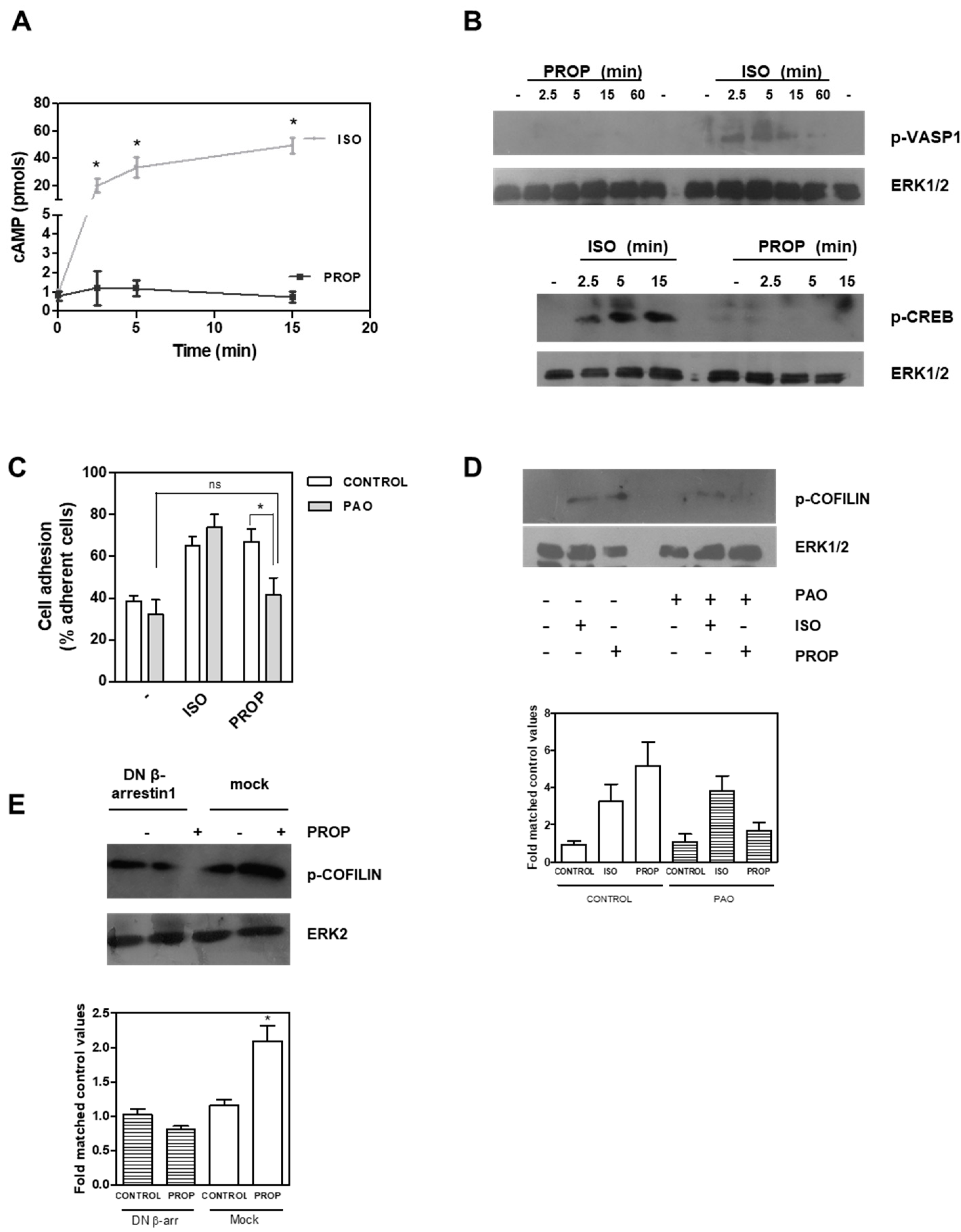 Cells 09 01036 g005 Cells 09 01036 g005