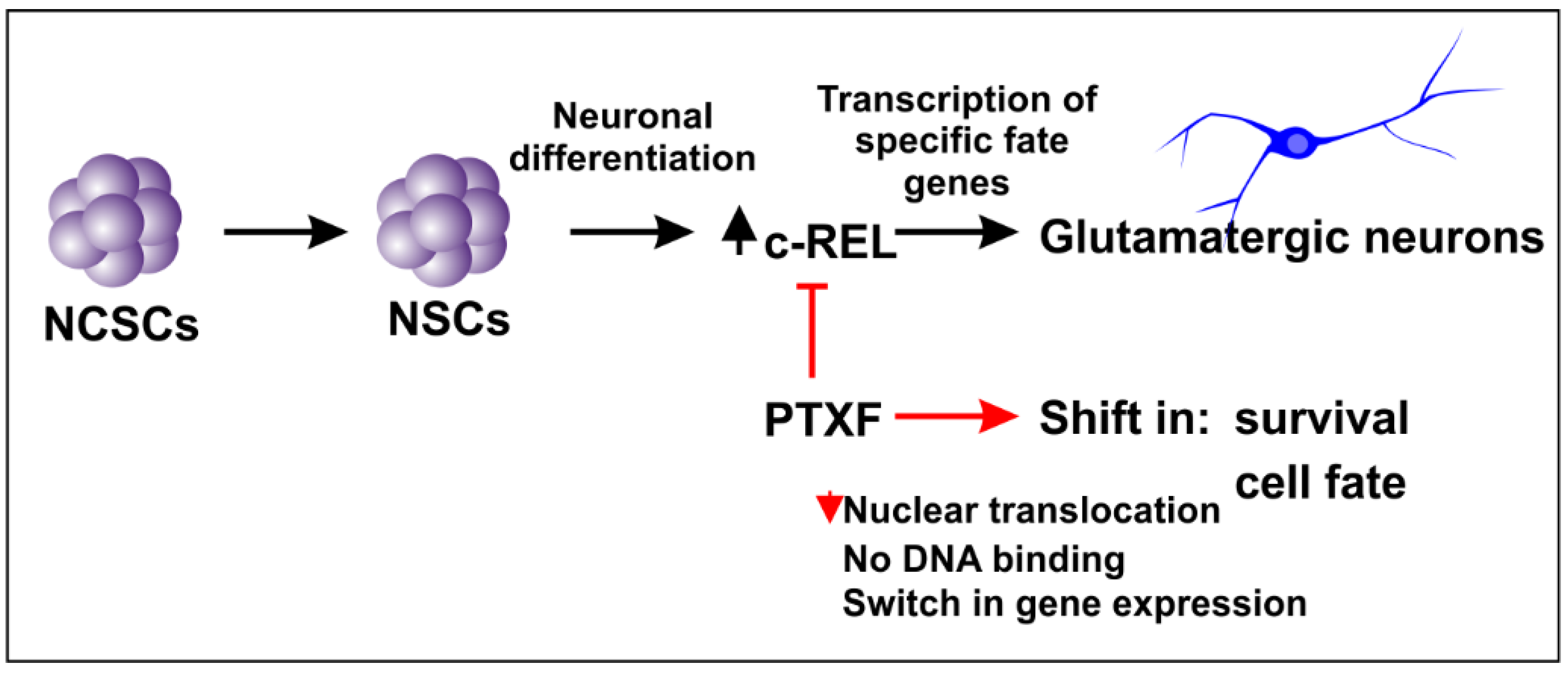 Cells 09 01037 g003 Cells 09 01037 g003