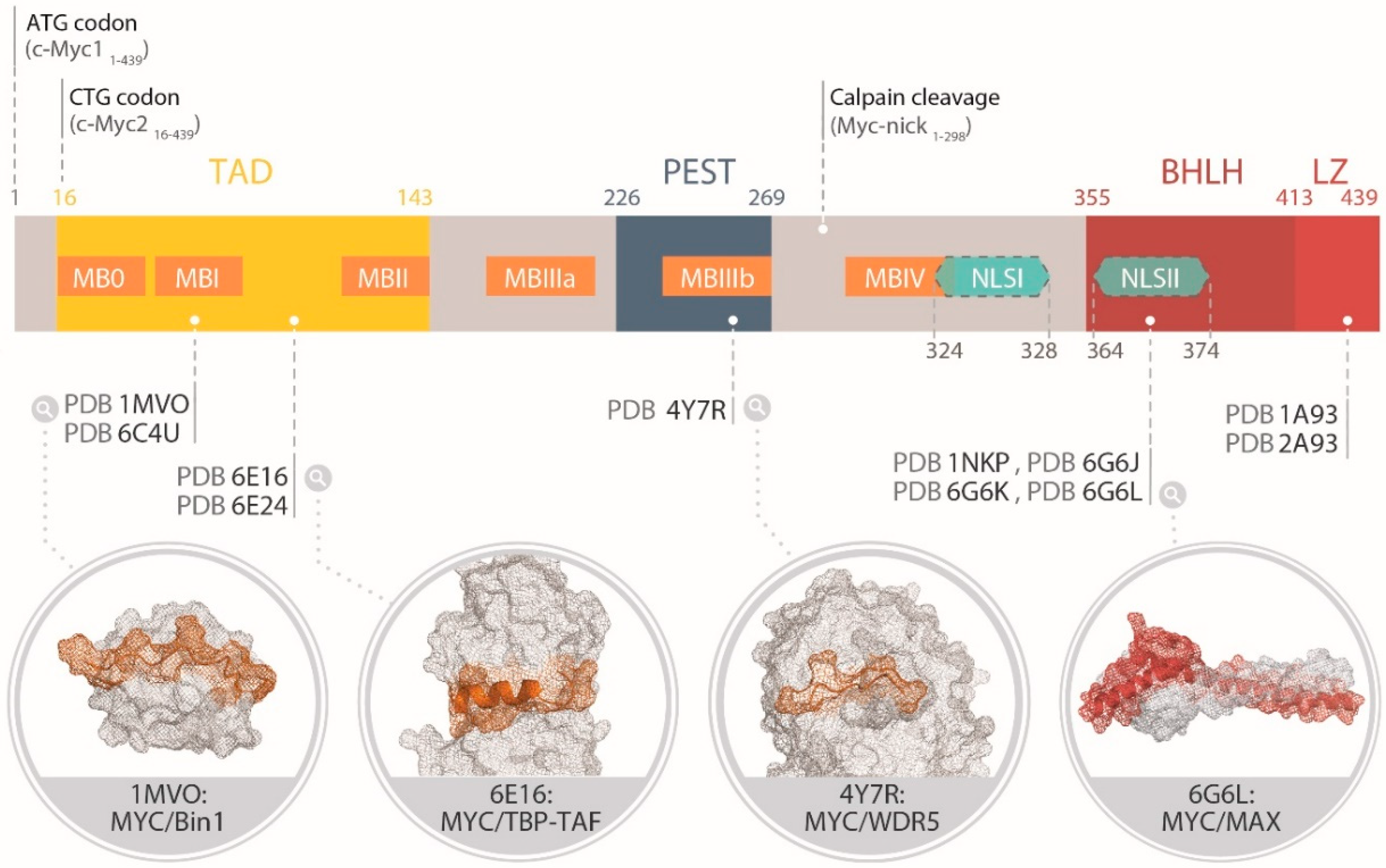 Cells 09 01038 g002