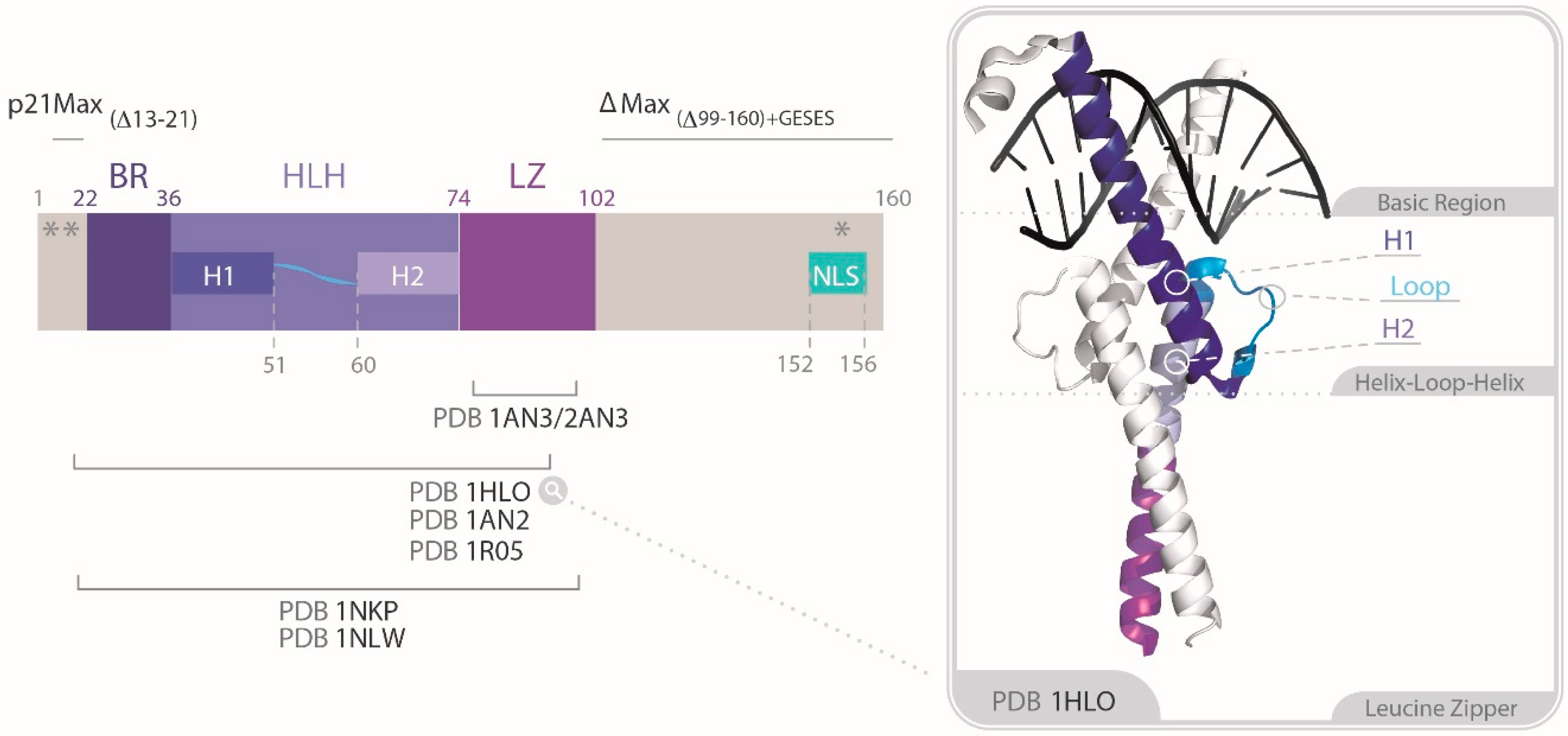 Cells 09 01038 g003