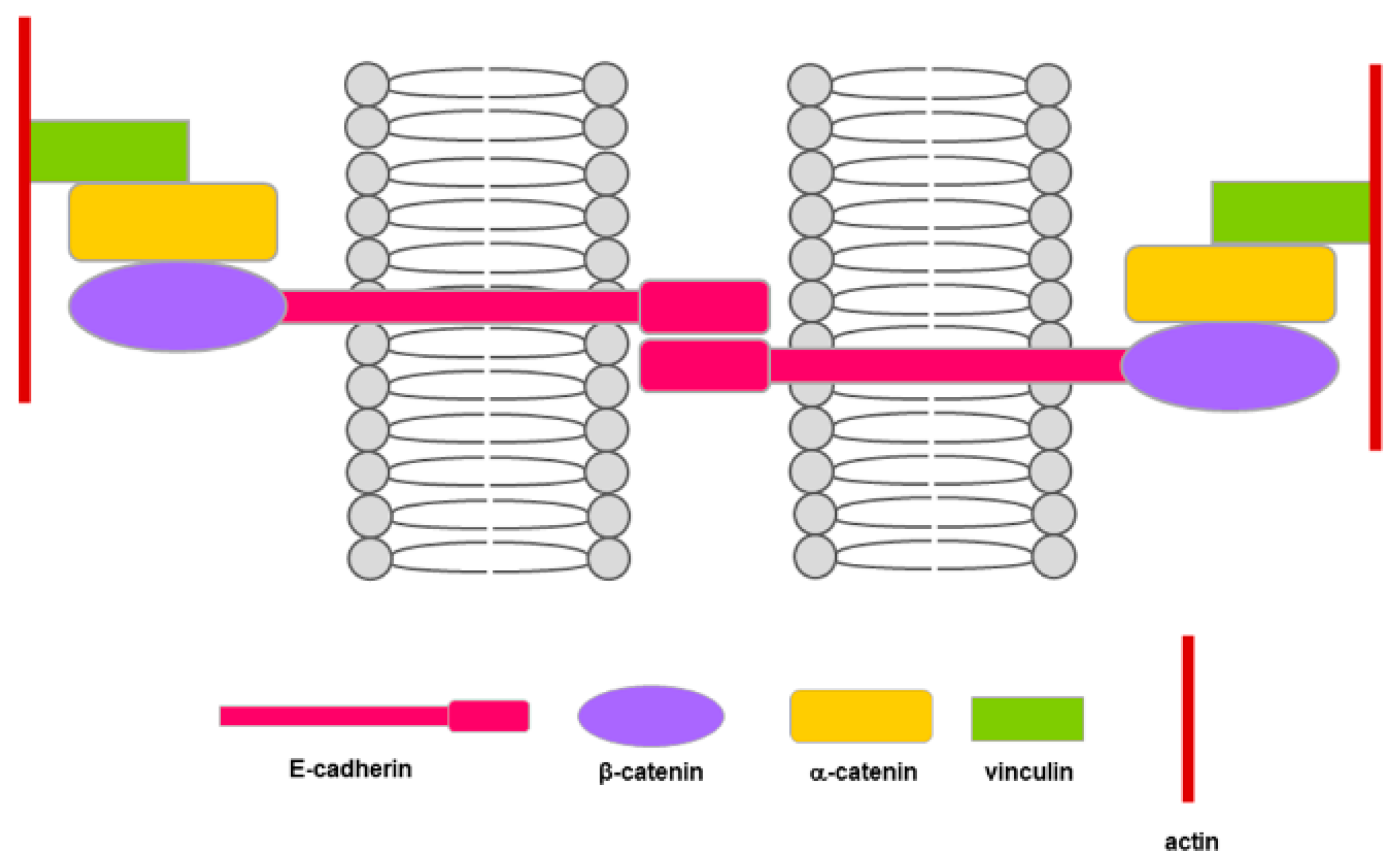Cells 09 01040 g003 Cells 09 01040 g003