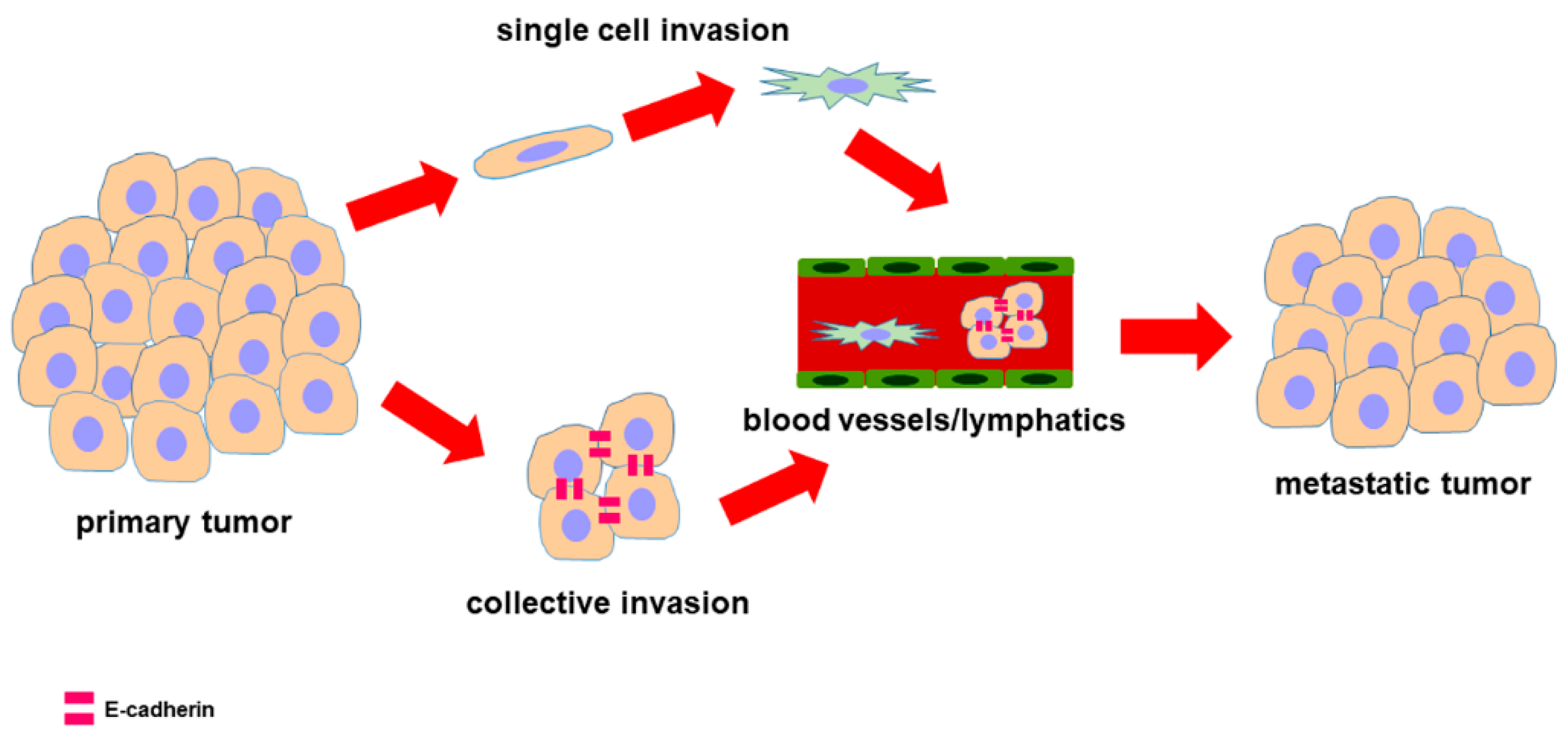 Cells 09 01040 g004 Cells 09 01040 g004