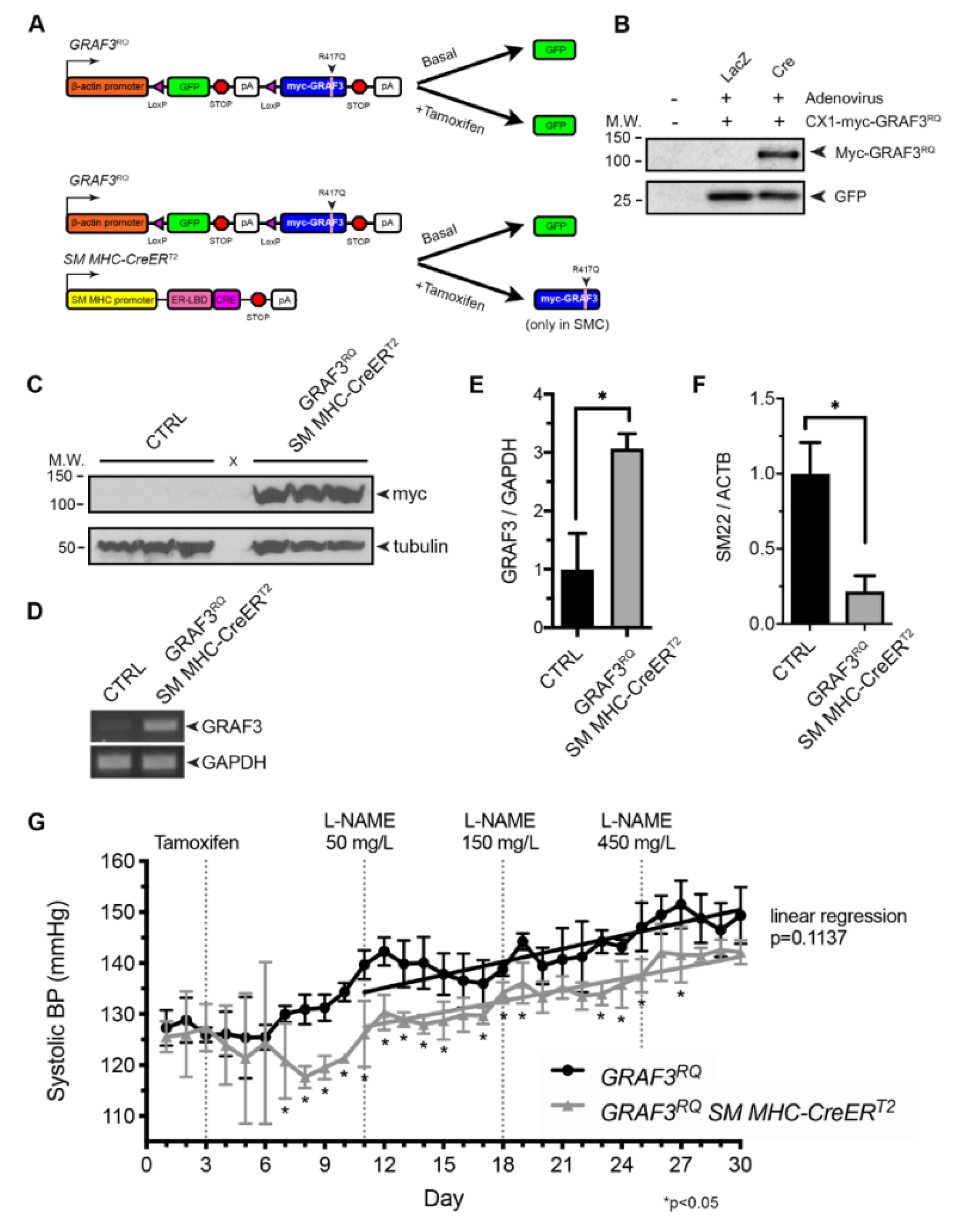 Cells 09 01042 g001 Cells 09 01042 g001