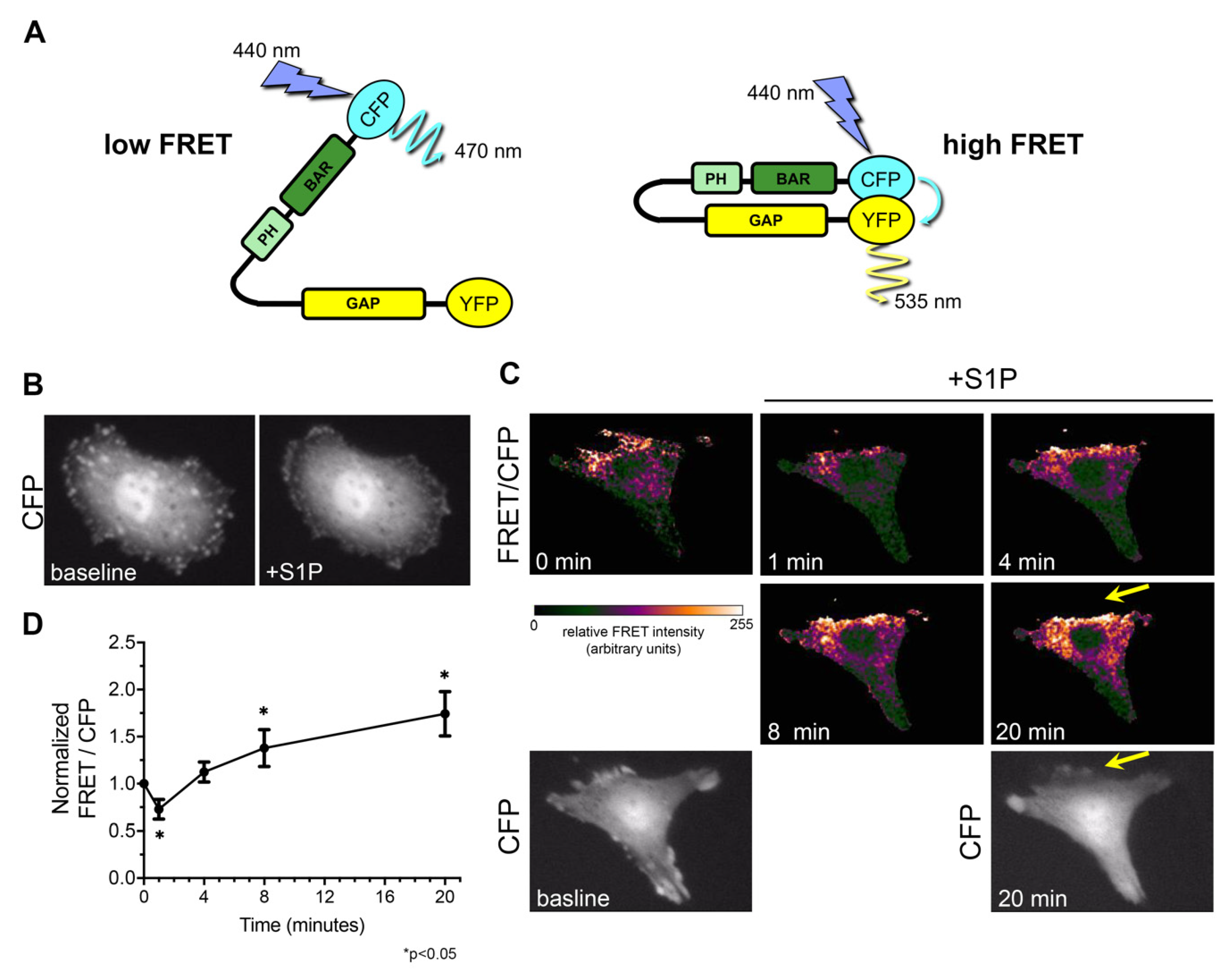 Cells 09 01042 g003 Cells 09 01042 g003
