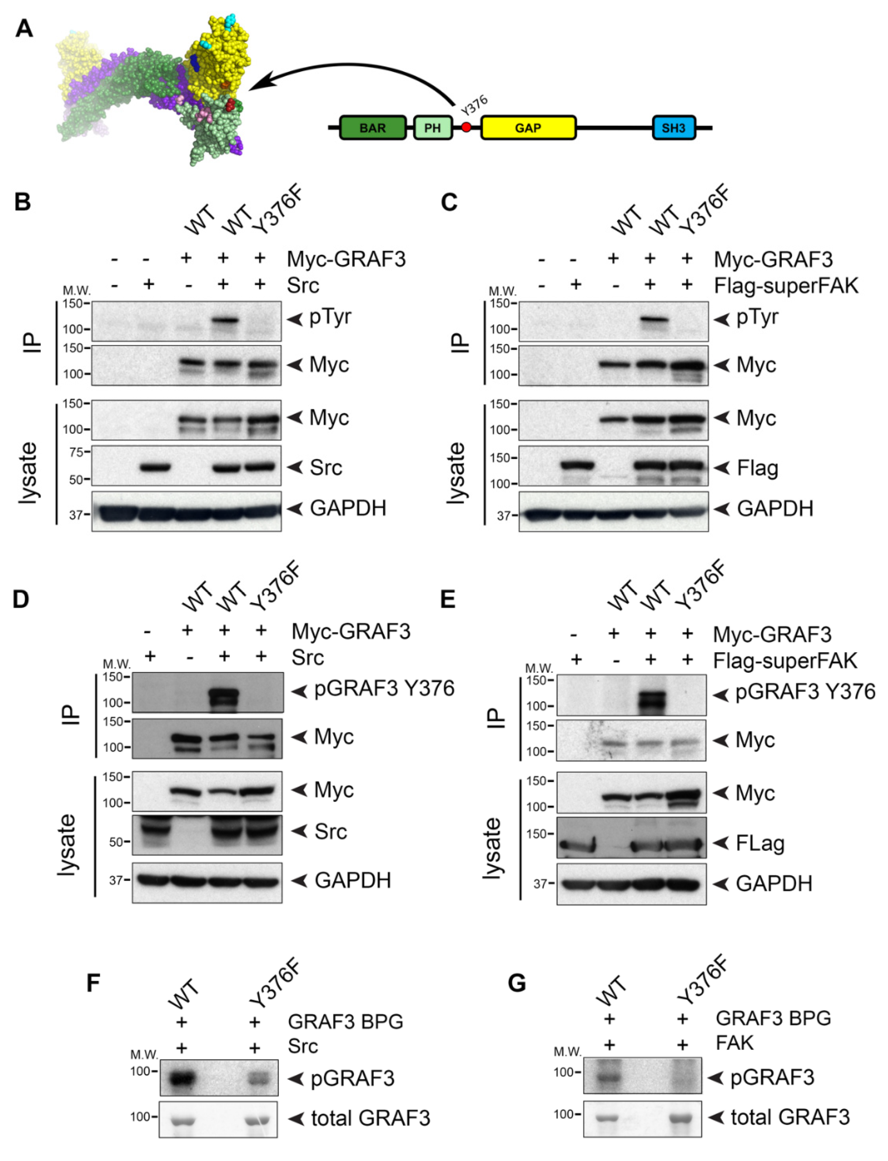 Cells 09 01042 g004 Cells 09 01042 g004