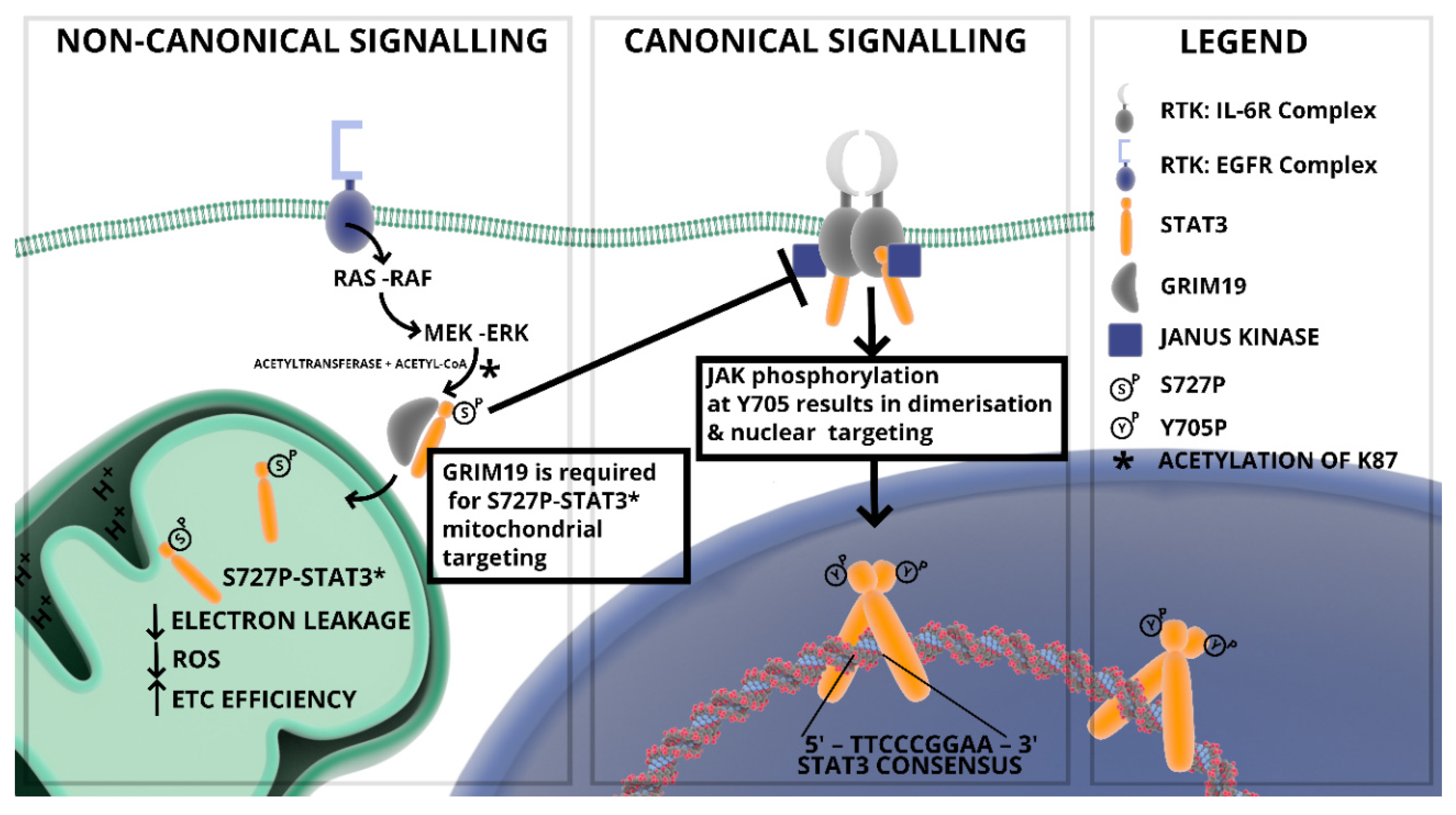 Cells 09 01043 g002 Cells 09 01043 g002