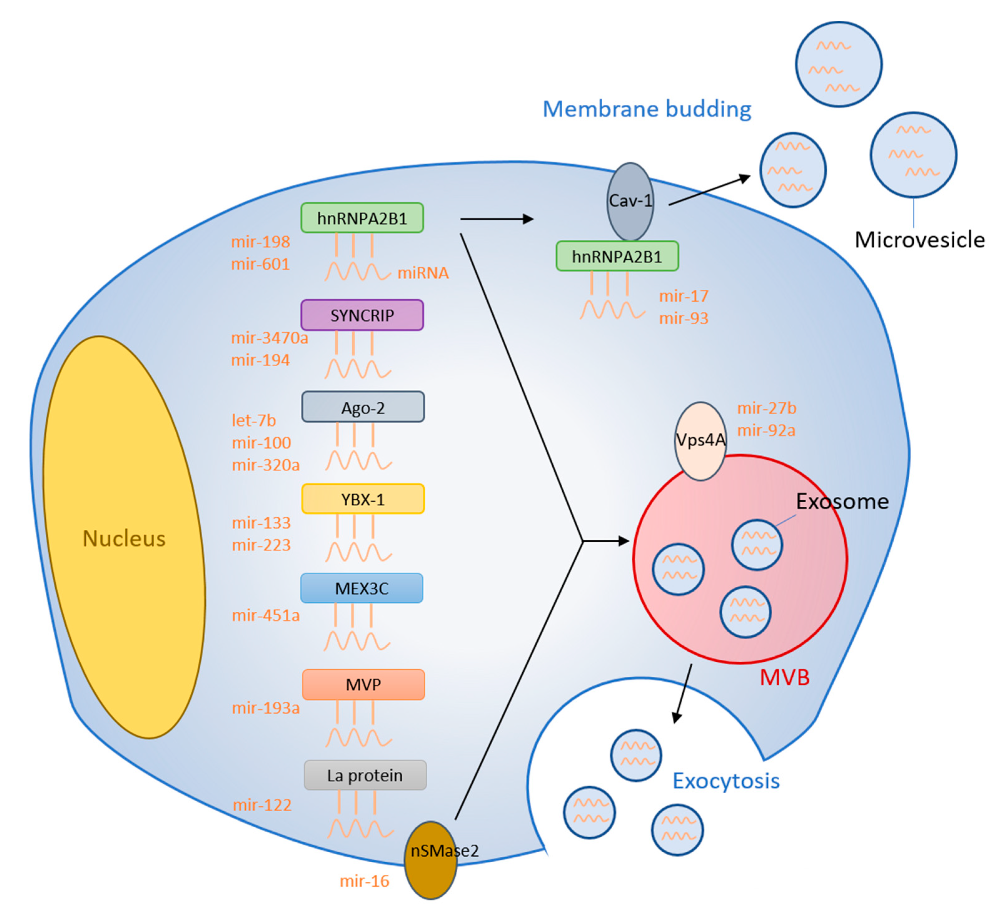 Cells 09 01044 g001 Cells 09 01044 g001