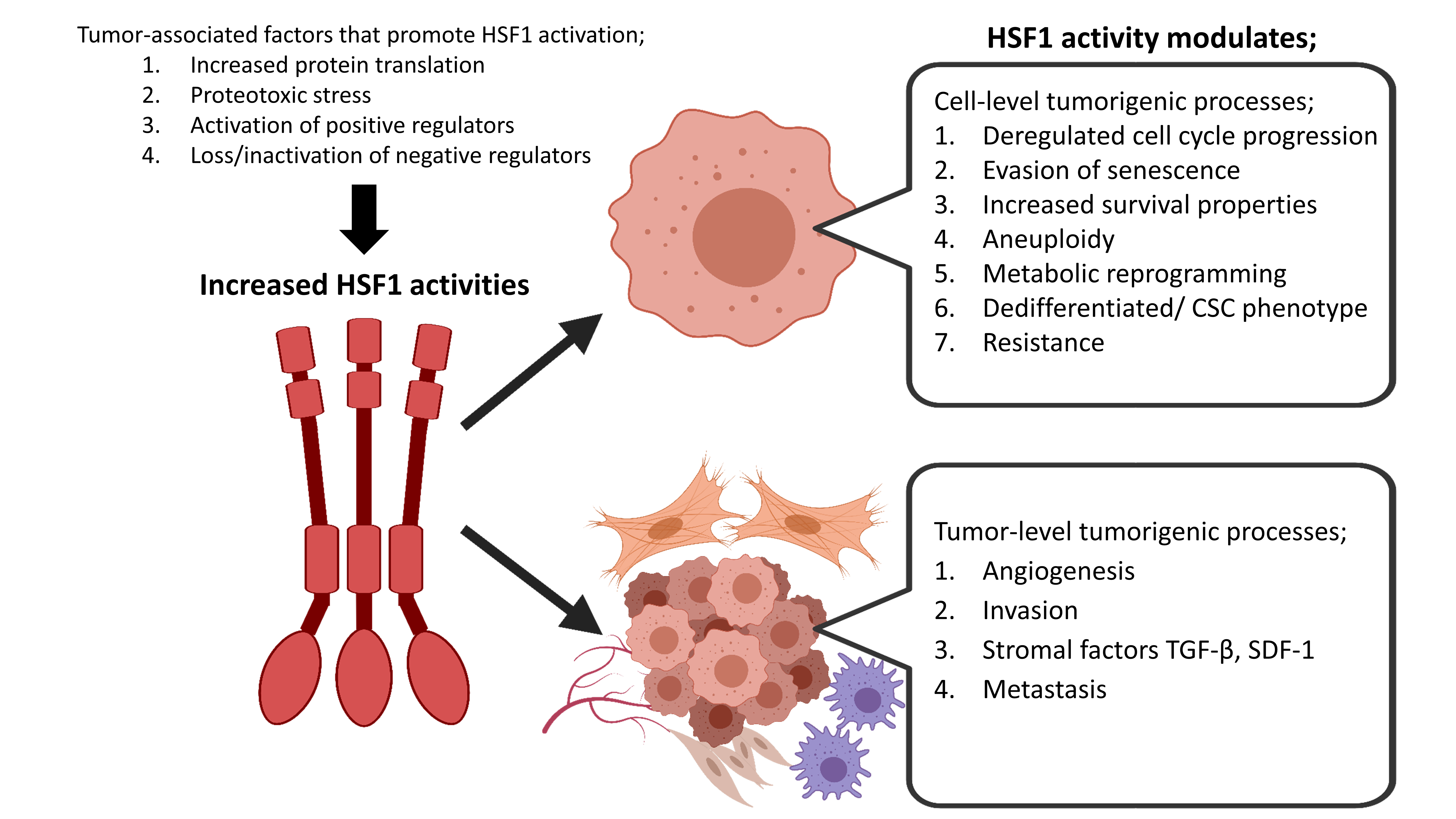 Cells Free Full Text Hsf1 Primary Factor In Molecular Chaperone Expression And A Major Contributor To Cancer Morbidity Html Cells Free Full Text Hsf1 Primary Factor In Molecular Chaperone Expression And A Major Contributor To Cancer Morbidity Html