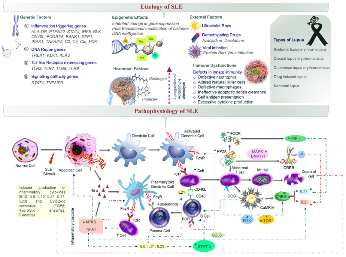 Cells 09 01049 g001