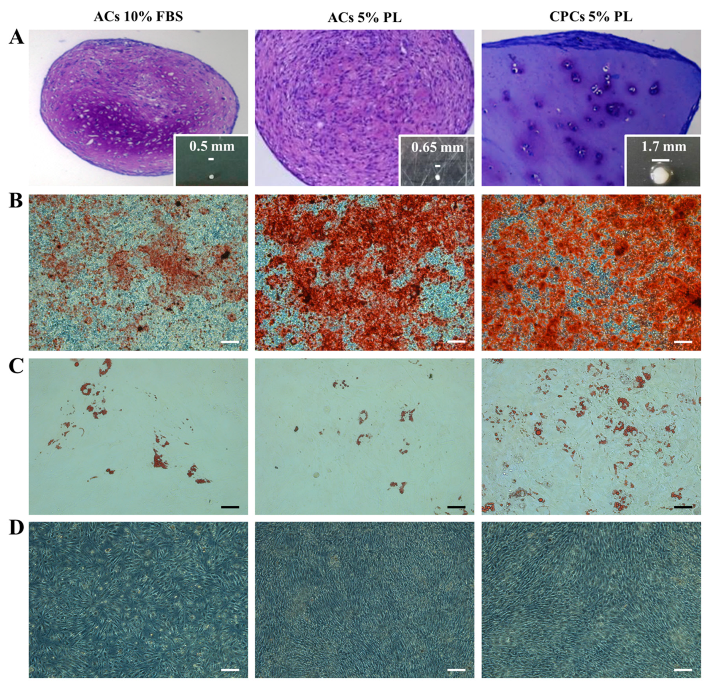 Cells 09 01052 g005 Cells 09 01052 g005
