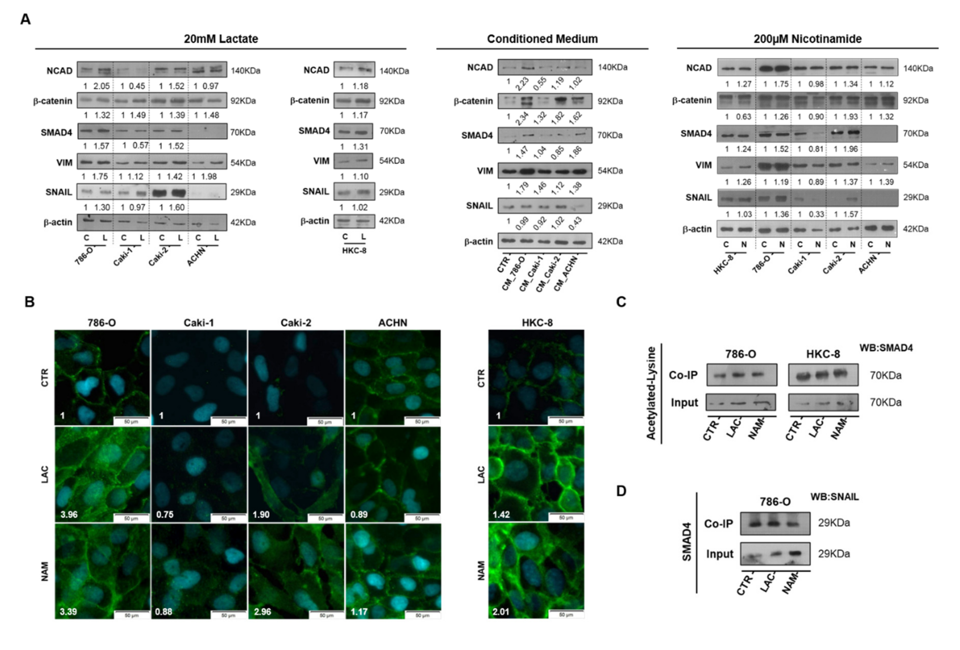 Cells 09 01053 g005 Cells 09 01053 g005