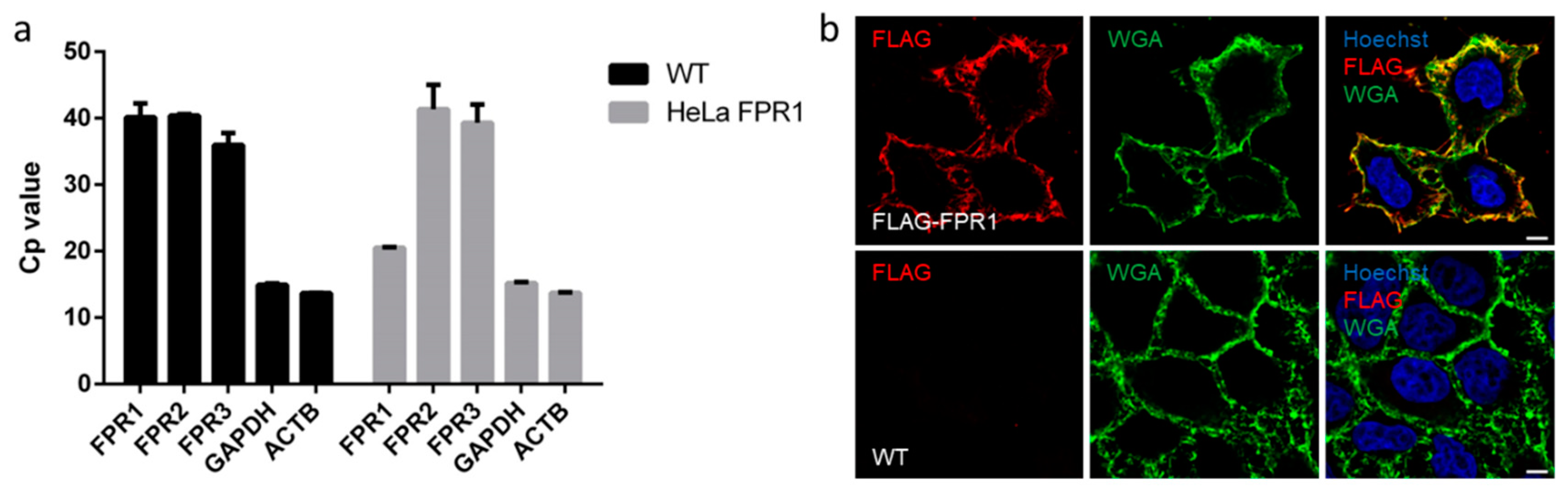Cells 09 01054 g001 Cells 09 01054 g001