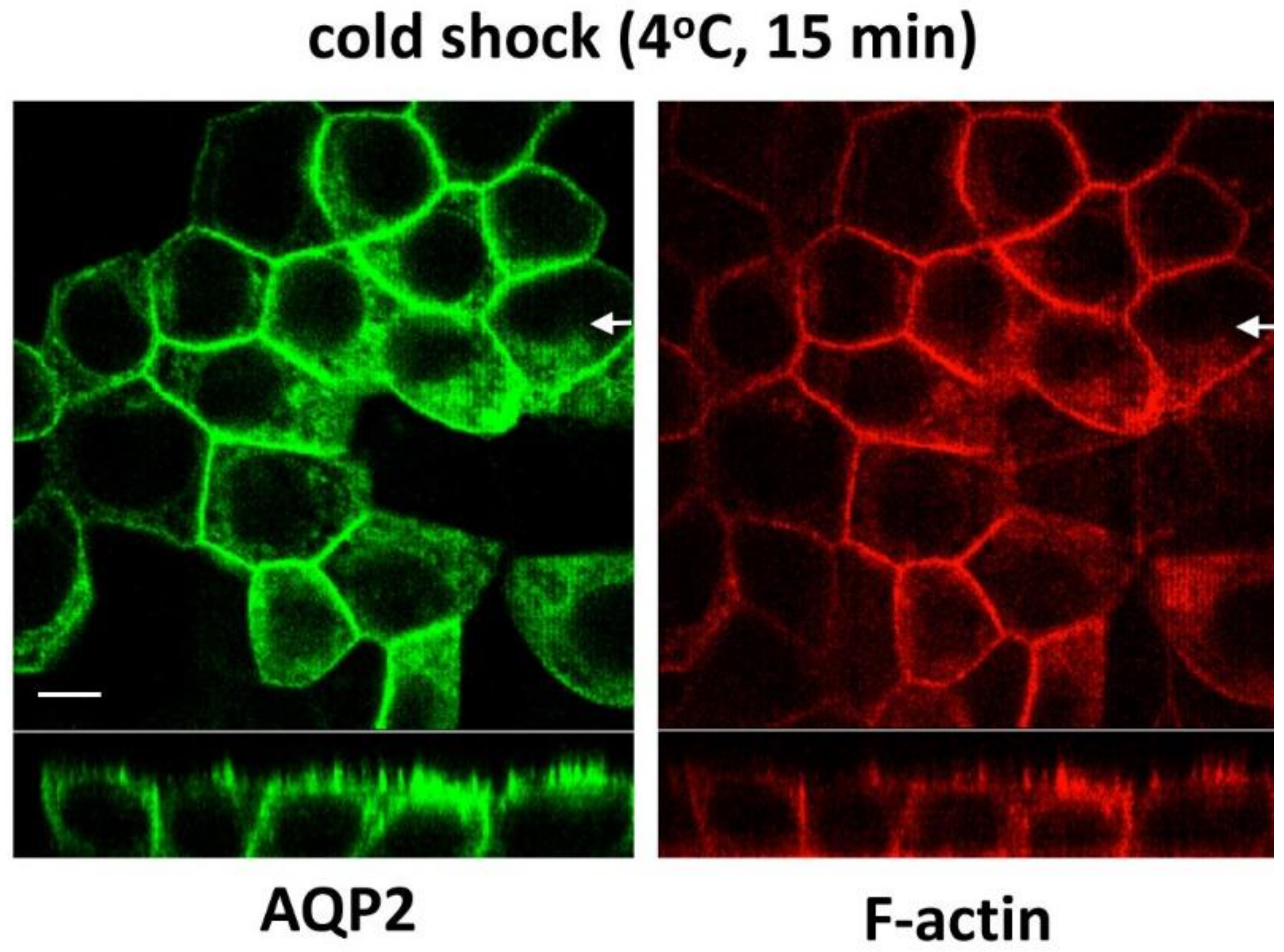 Cells 09 01057 g007 Cells 09 01057 g007