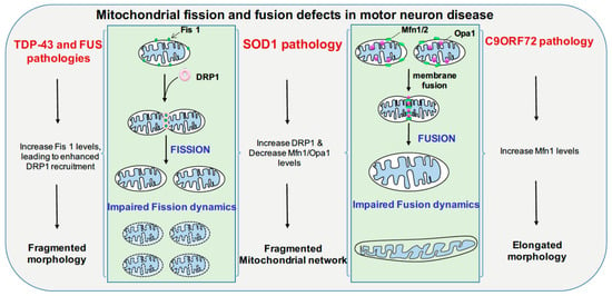 Fission перевод. Mitochondrial Fusion. Fus mitochondrial diseases. Mitochondrial function. Fission and Fusion.