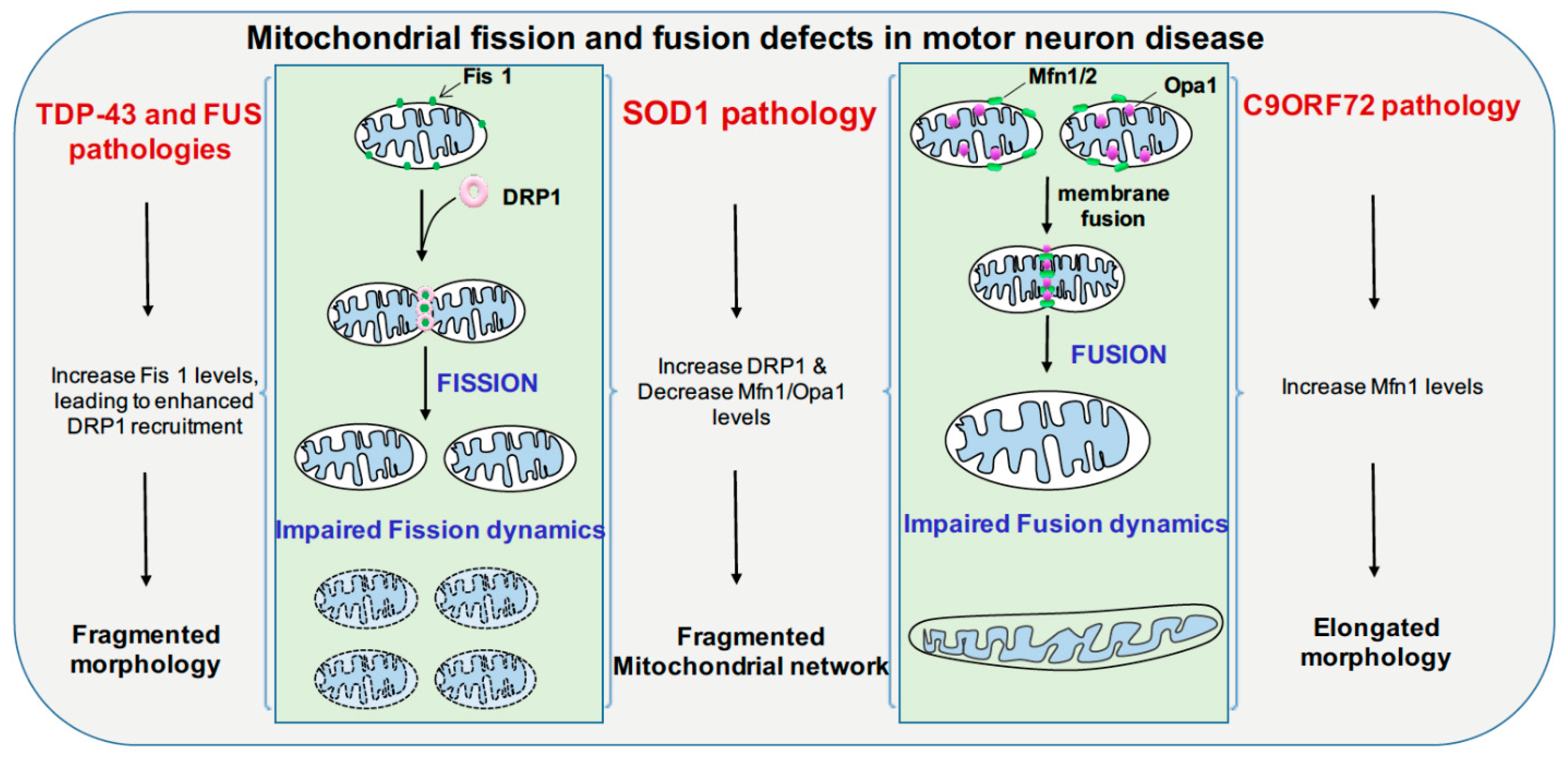 Cells Free Full Text Altered Mitochondrial Dynamics In Motor Neuron Disease An Emerging Perspective Html